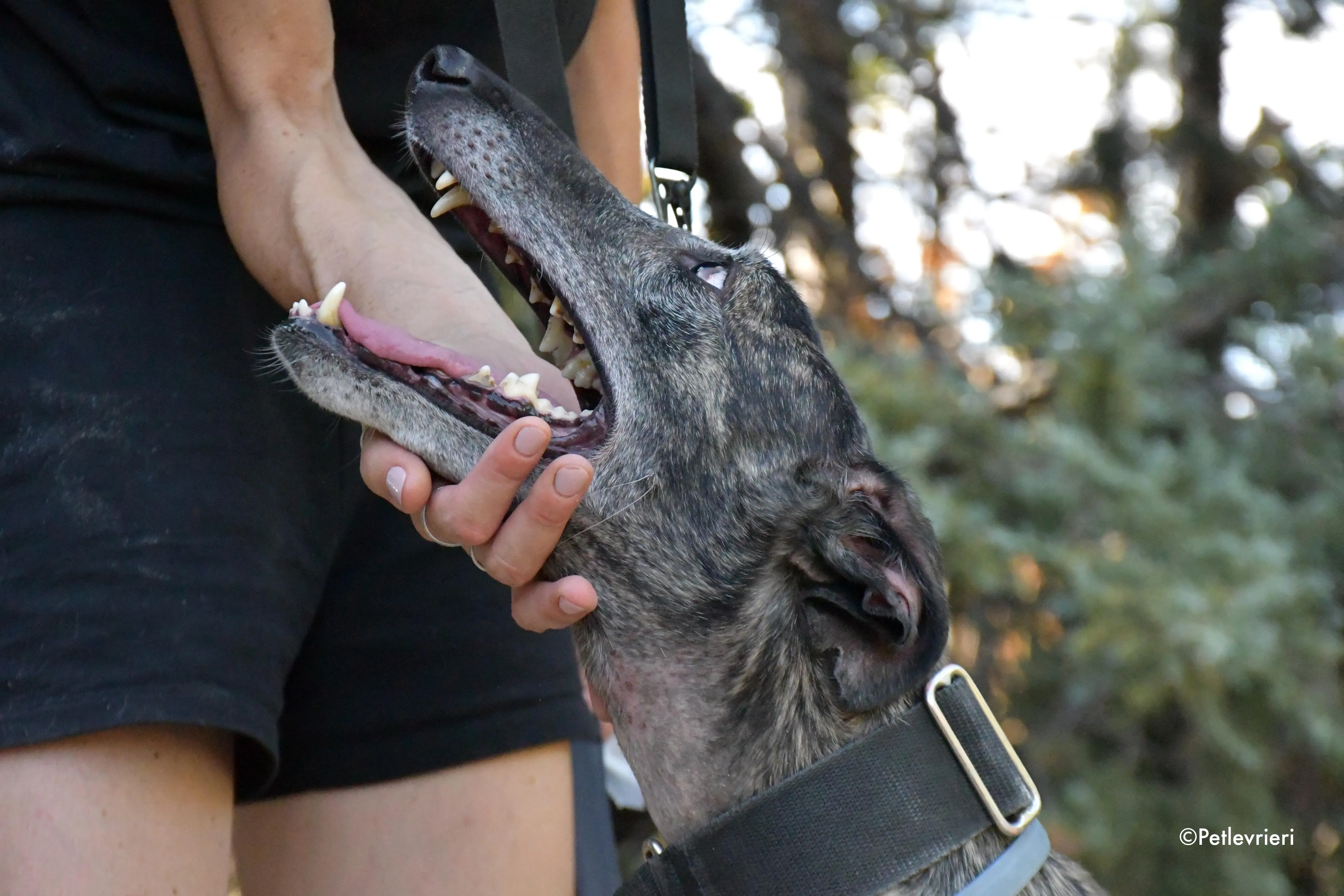 lola adozione levrieri galgo 10