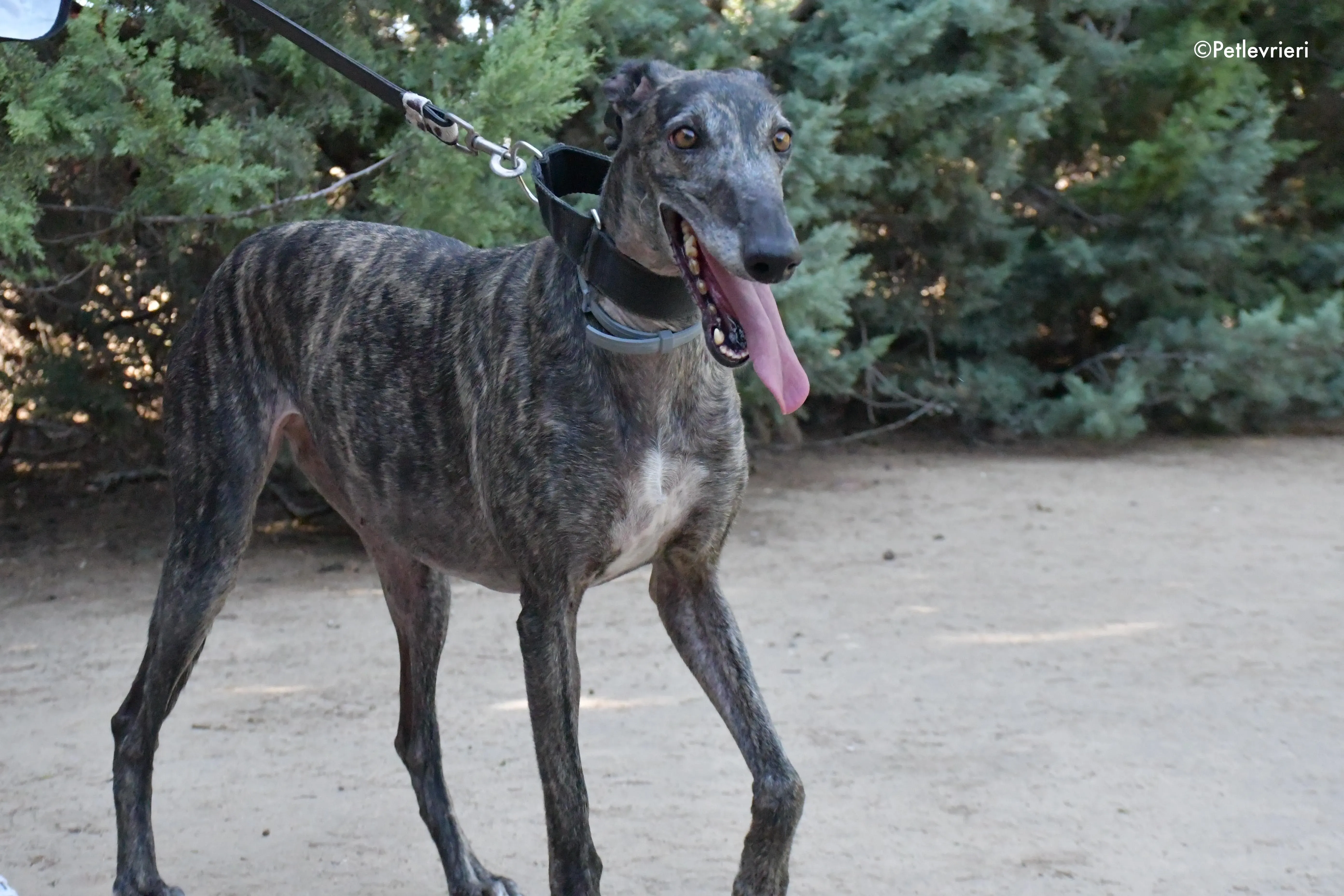 lola adozione levrieri galgo 2