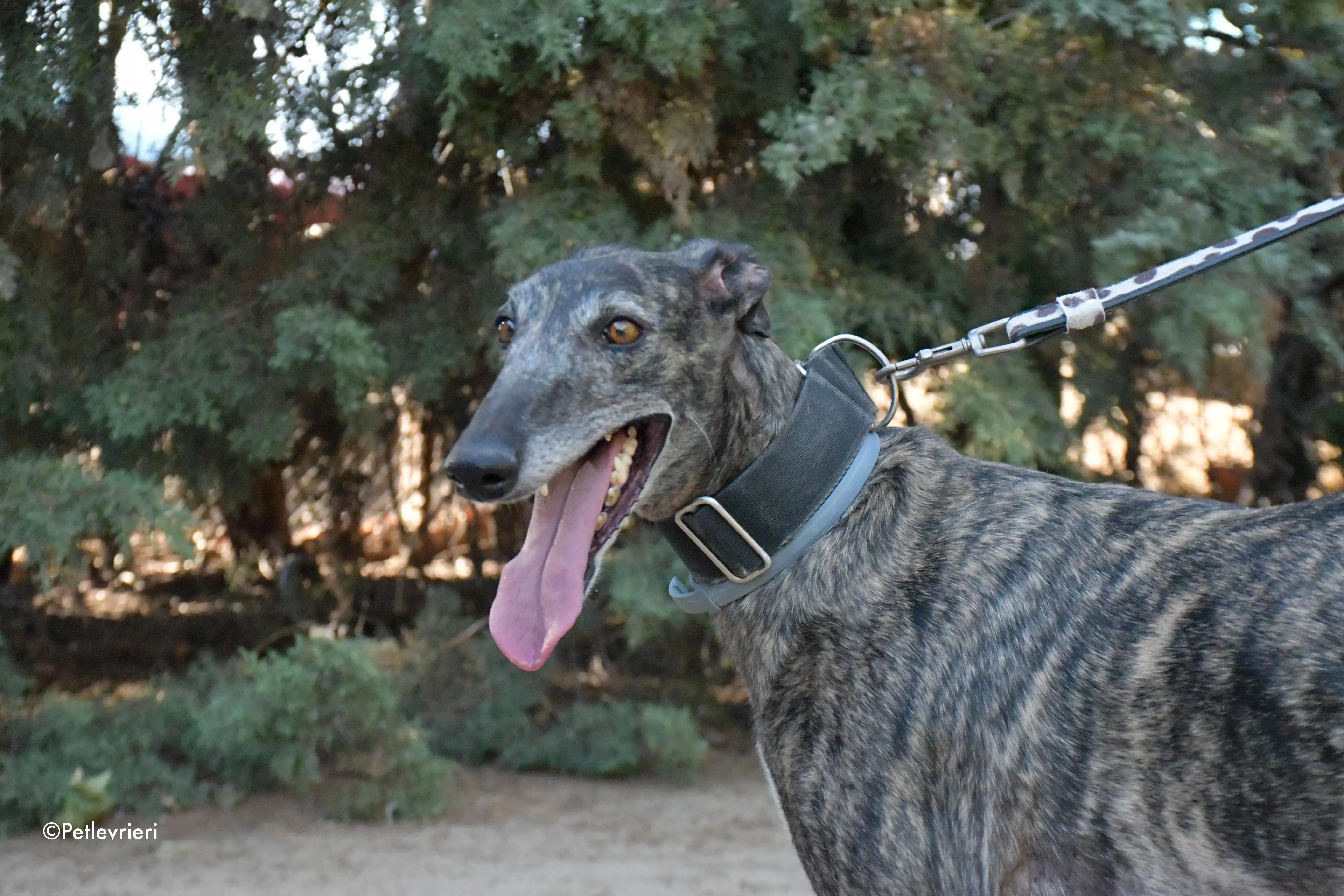 lola adozione levrieri galgo 3