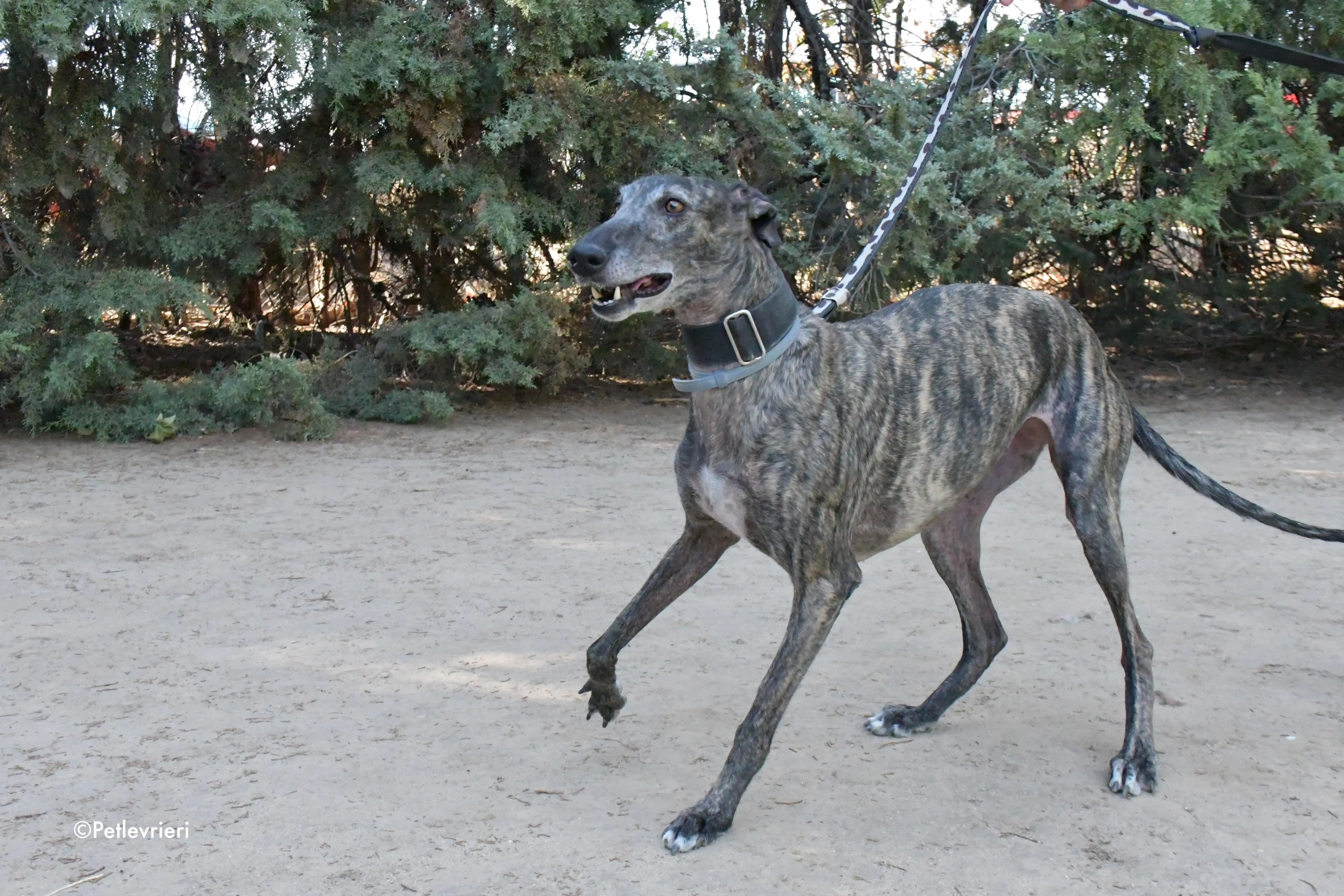 lola adozione levrieri galgo 4