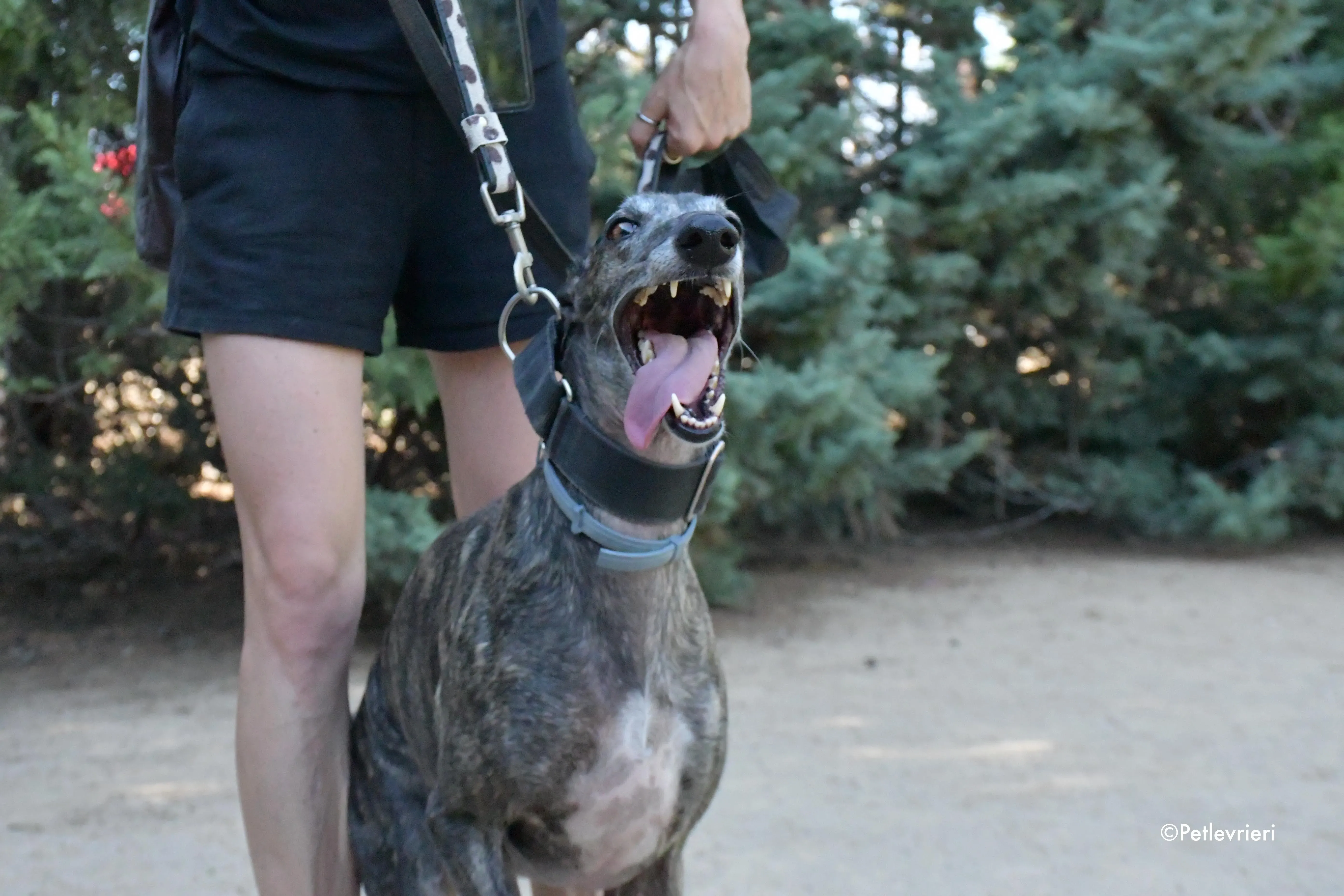 lola adozione levrieri galgo 5