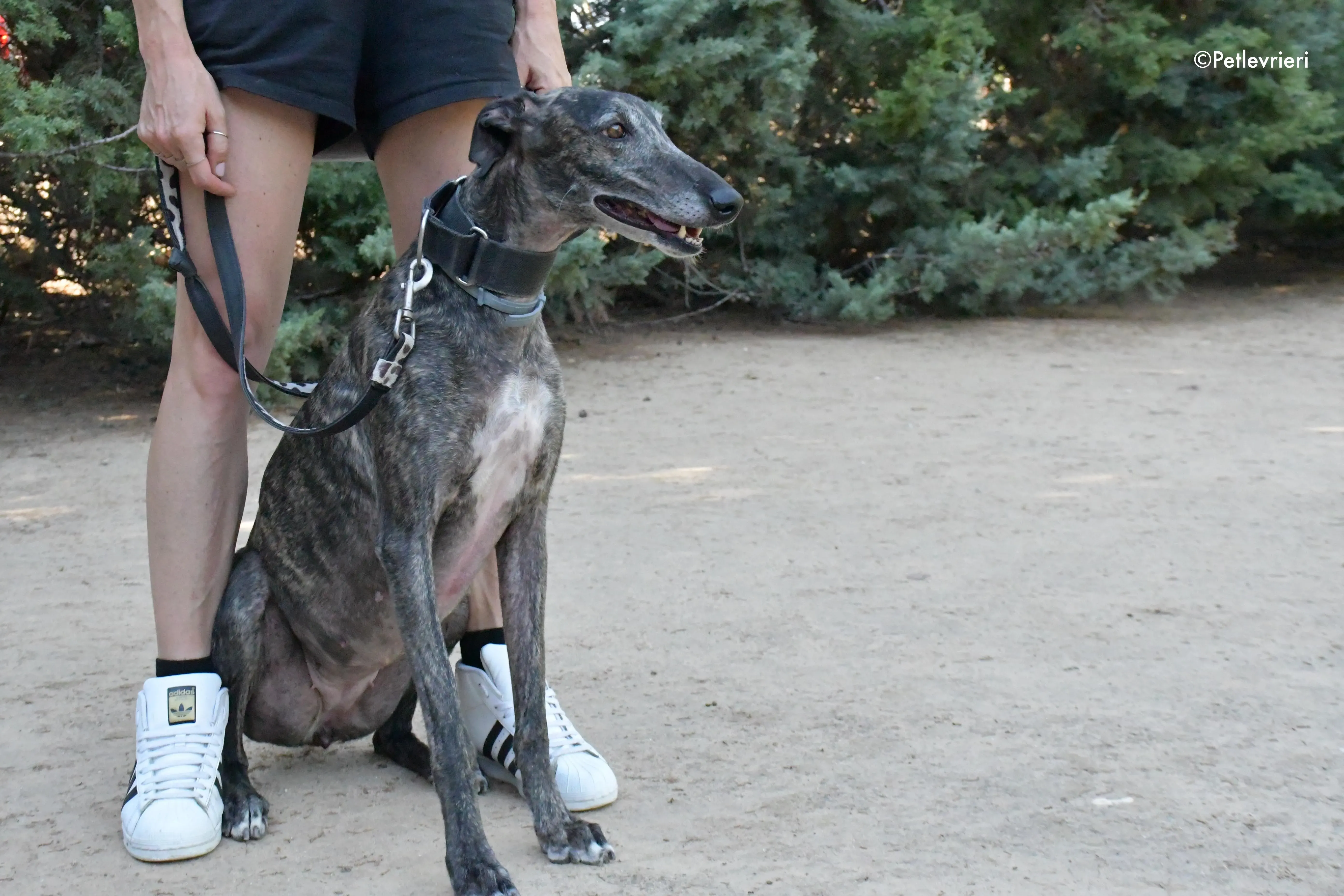 lola adozione levrieri galgo 6