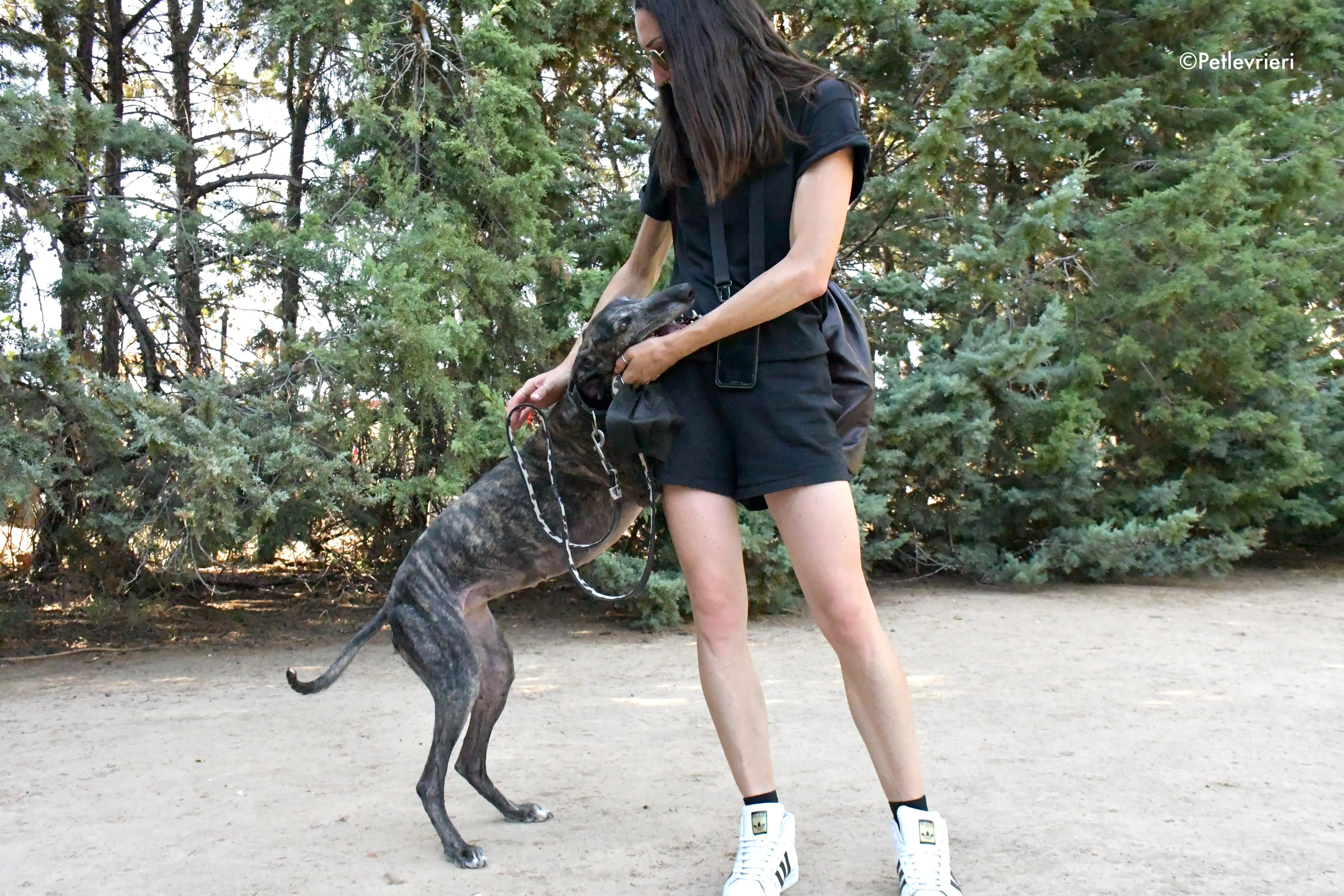 lola adozione levrieri galgo 7