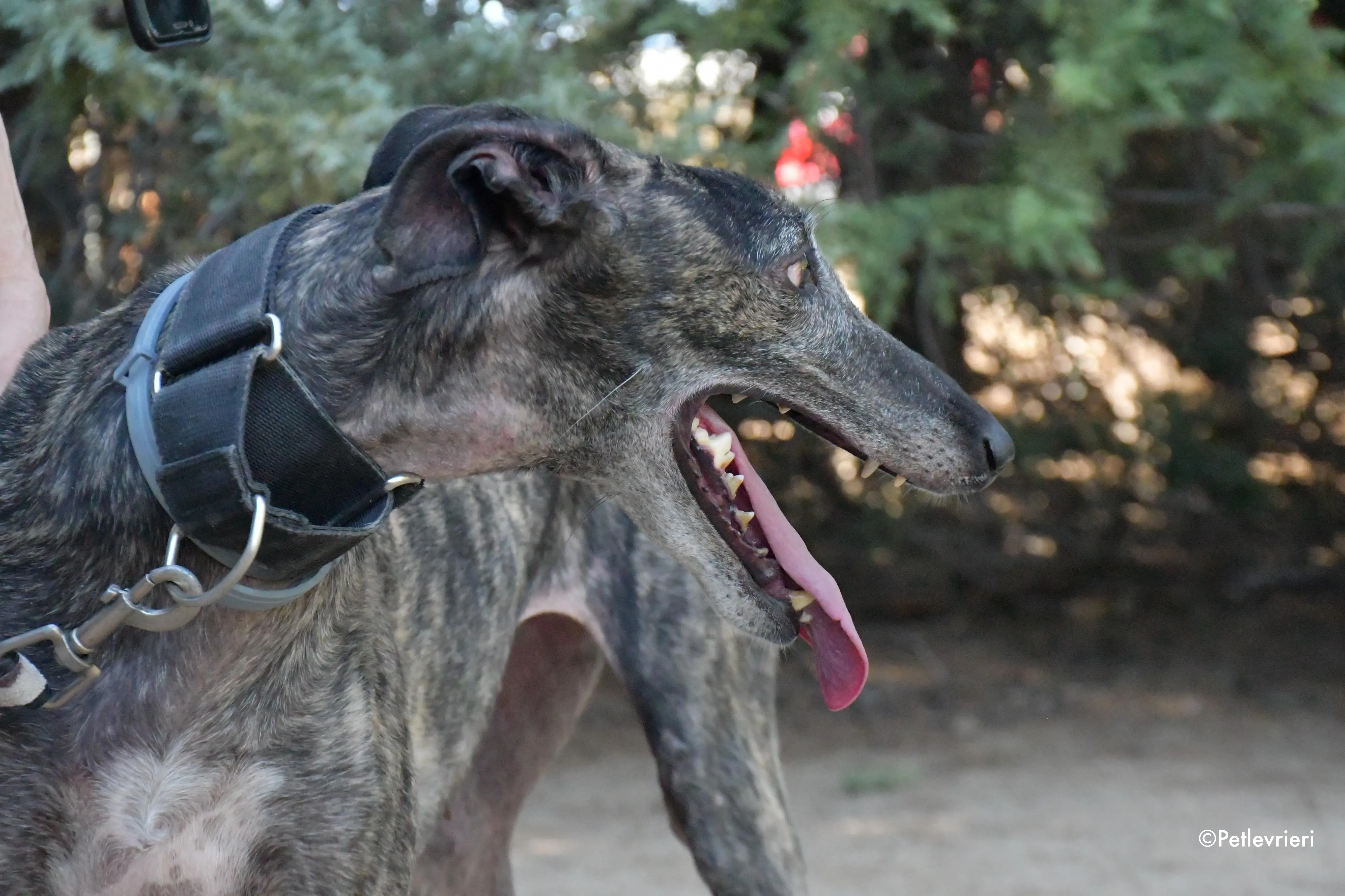 lola adozione levrieri galgo 8