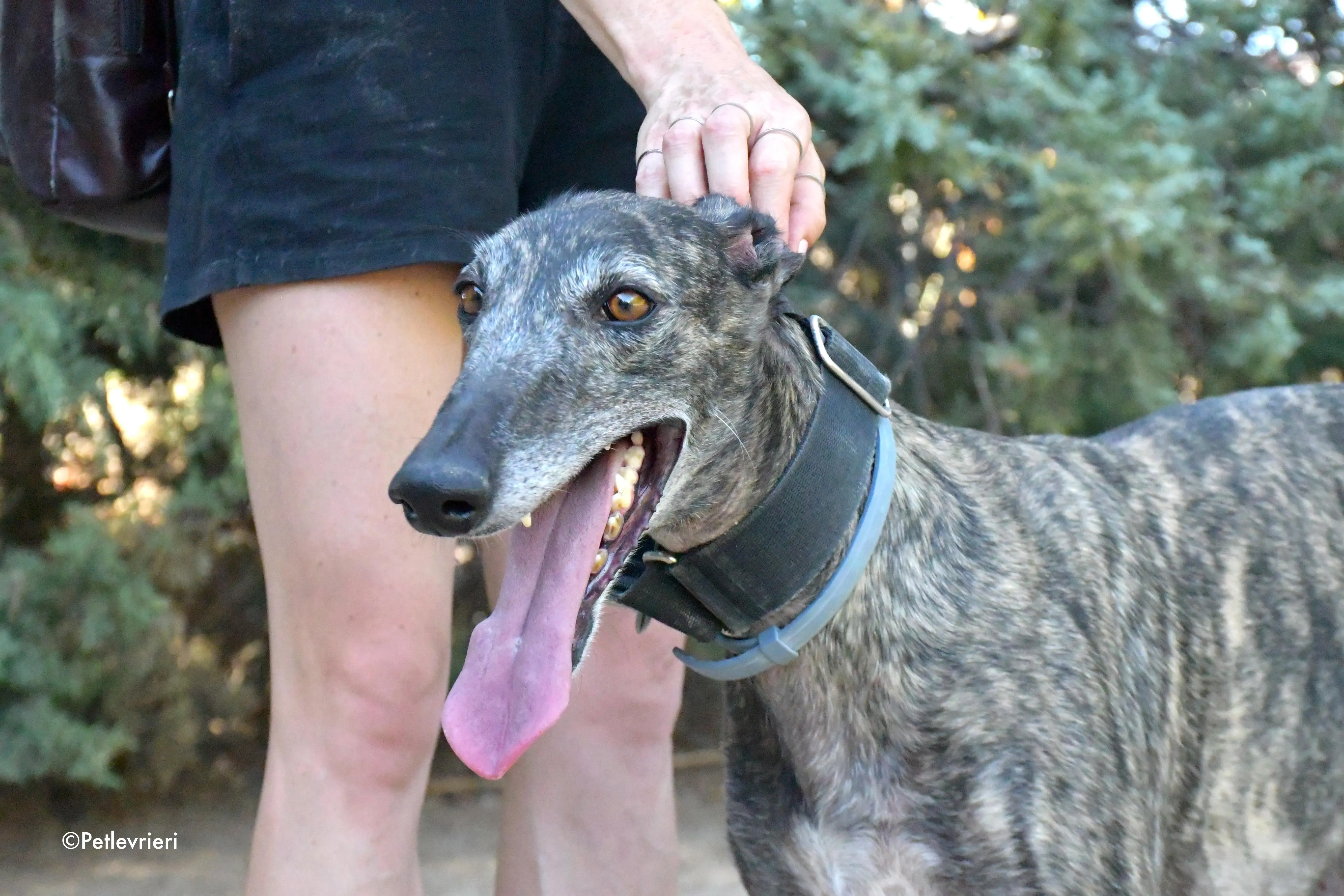 lola adozione levrieri galgo 9