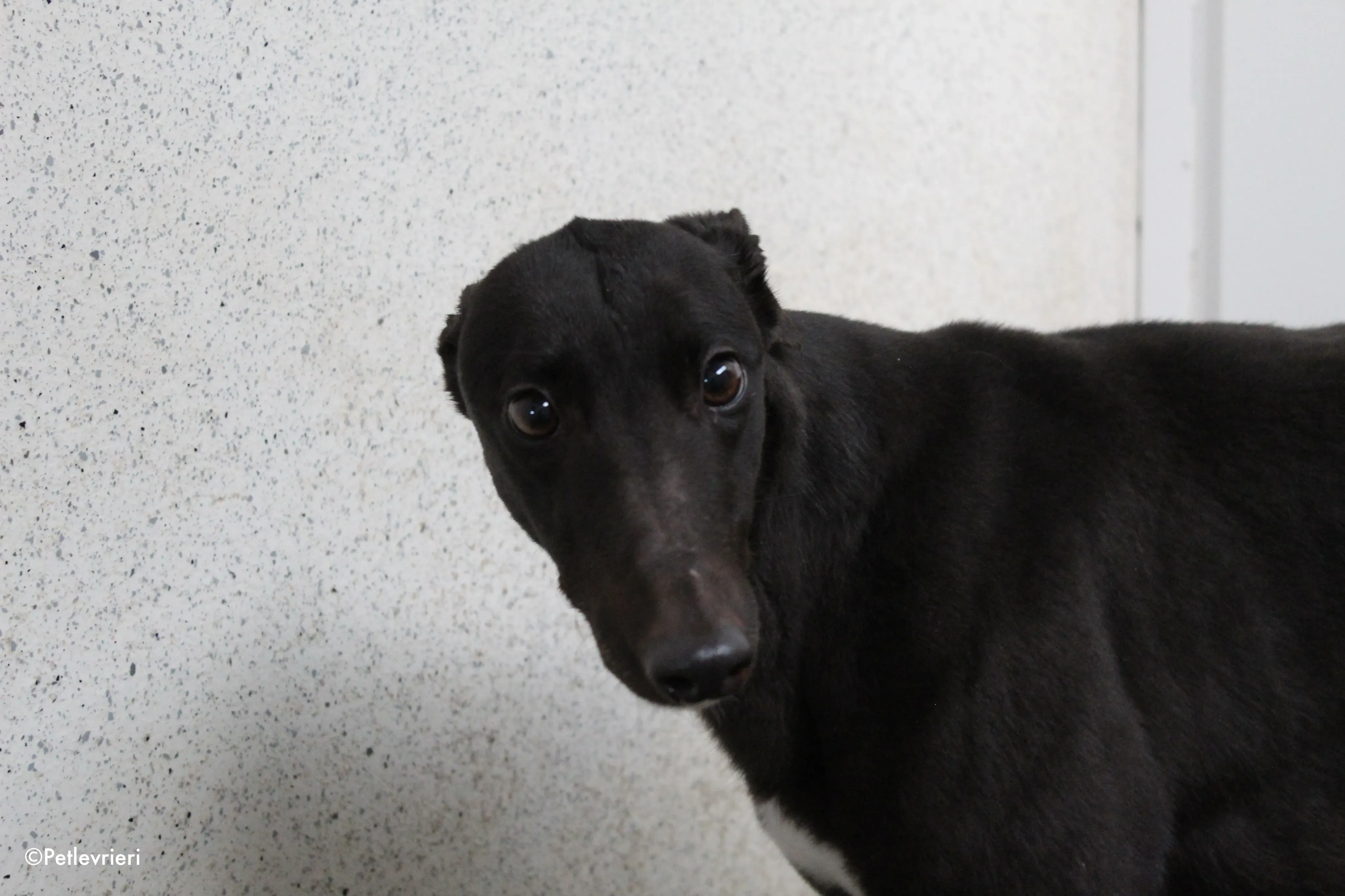 lola adozione levrieri greyhound 1