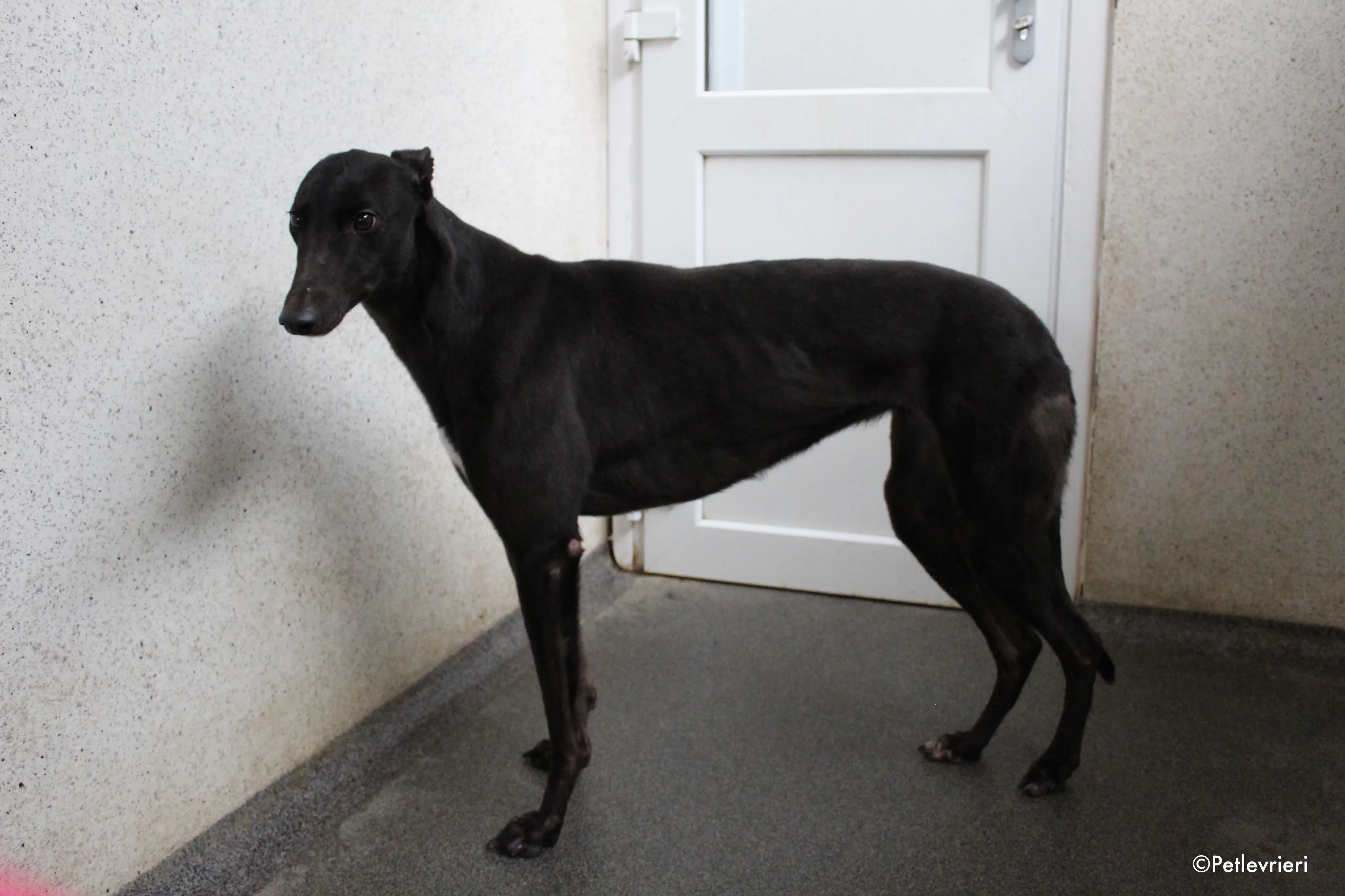 lola adozione levrieri greyhound 2