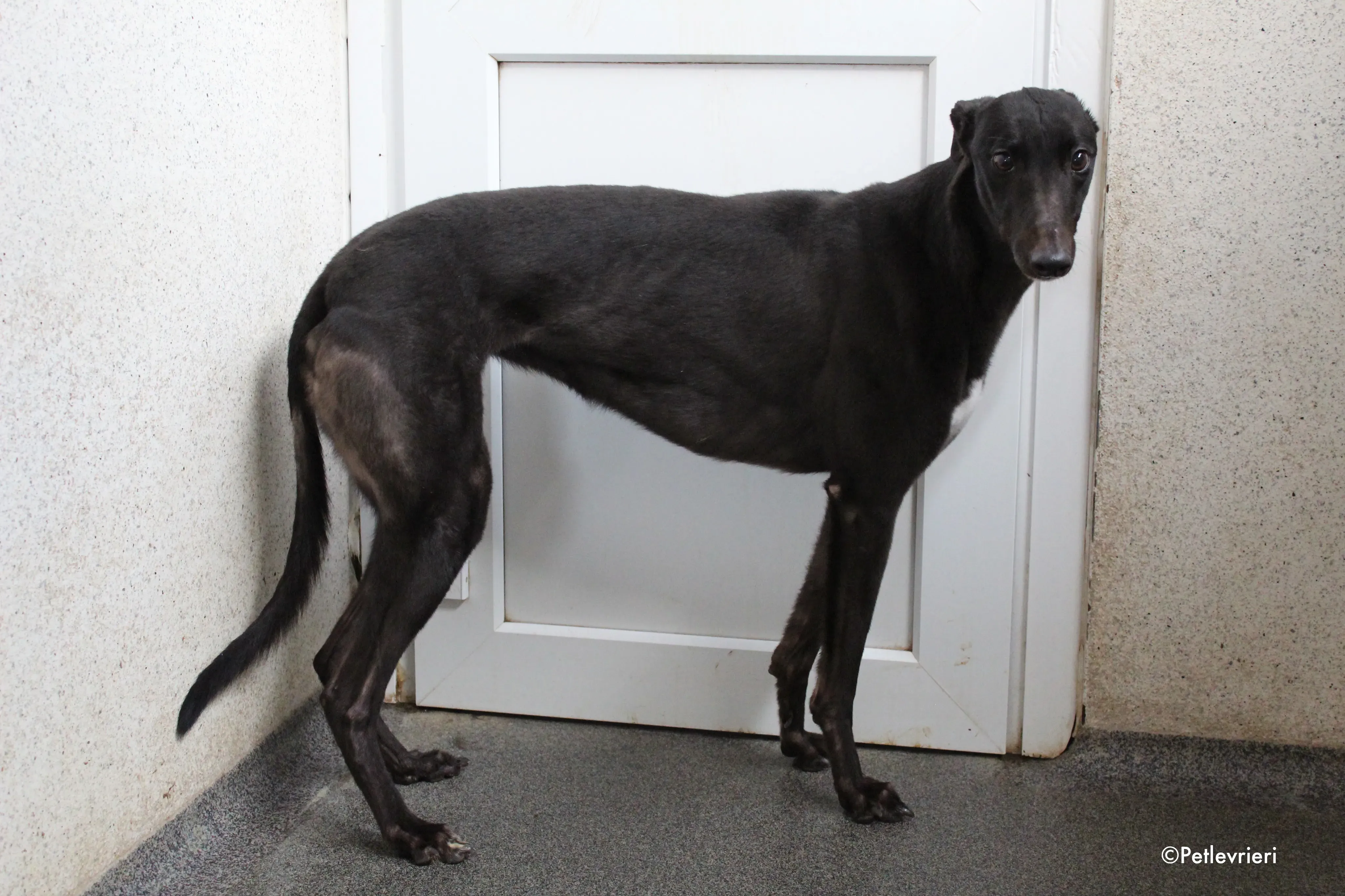 lola adozione levrieri greyhound 3