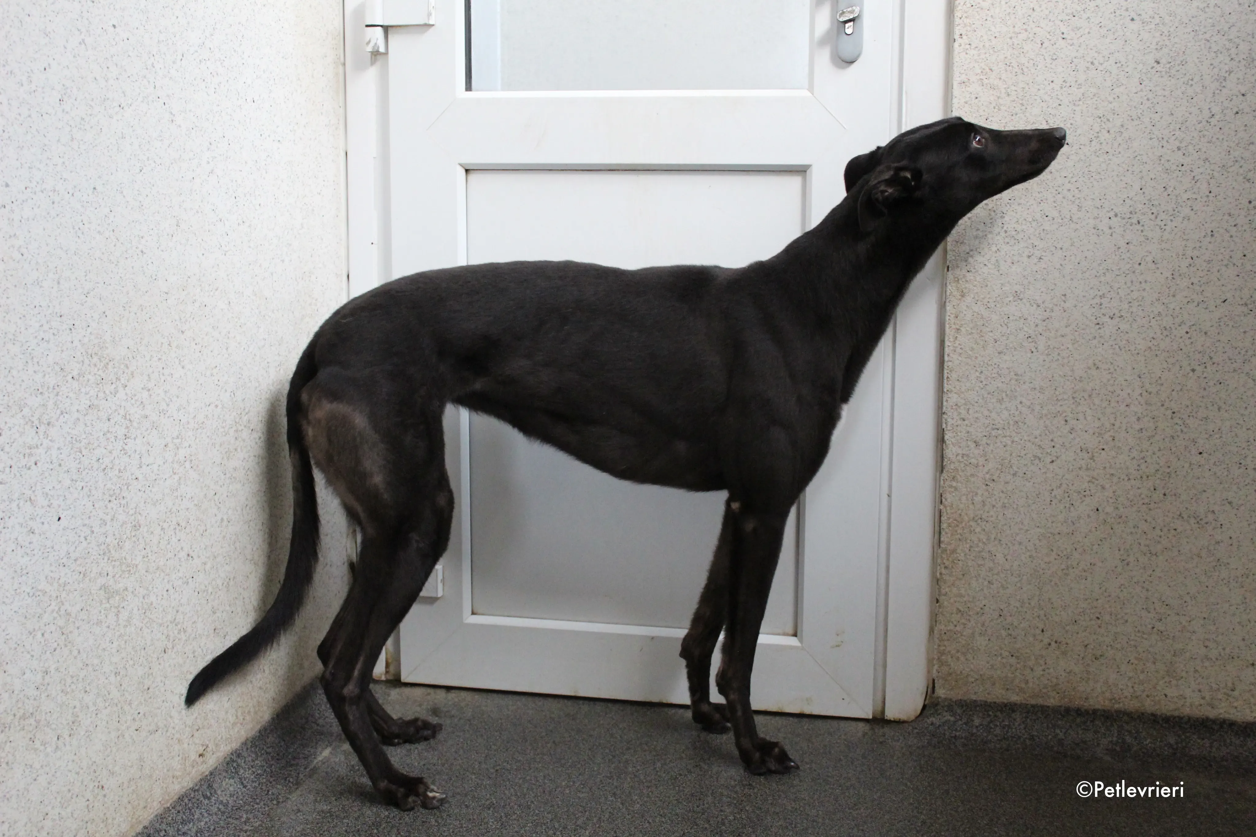 lola adozione levrieri greyhound 4