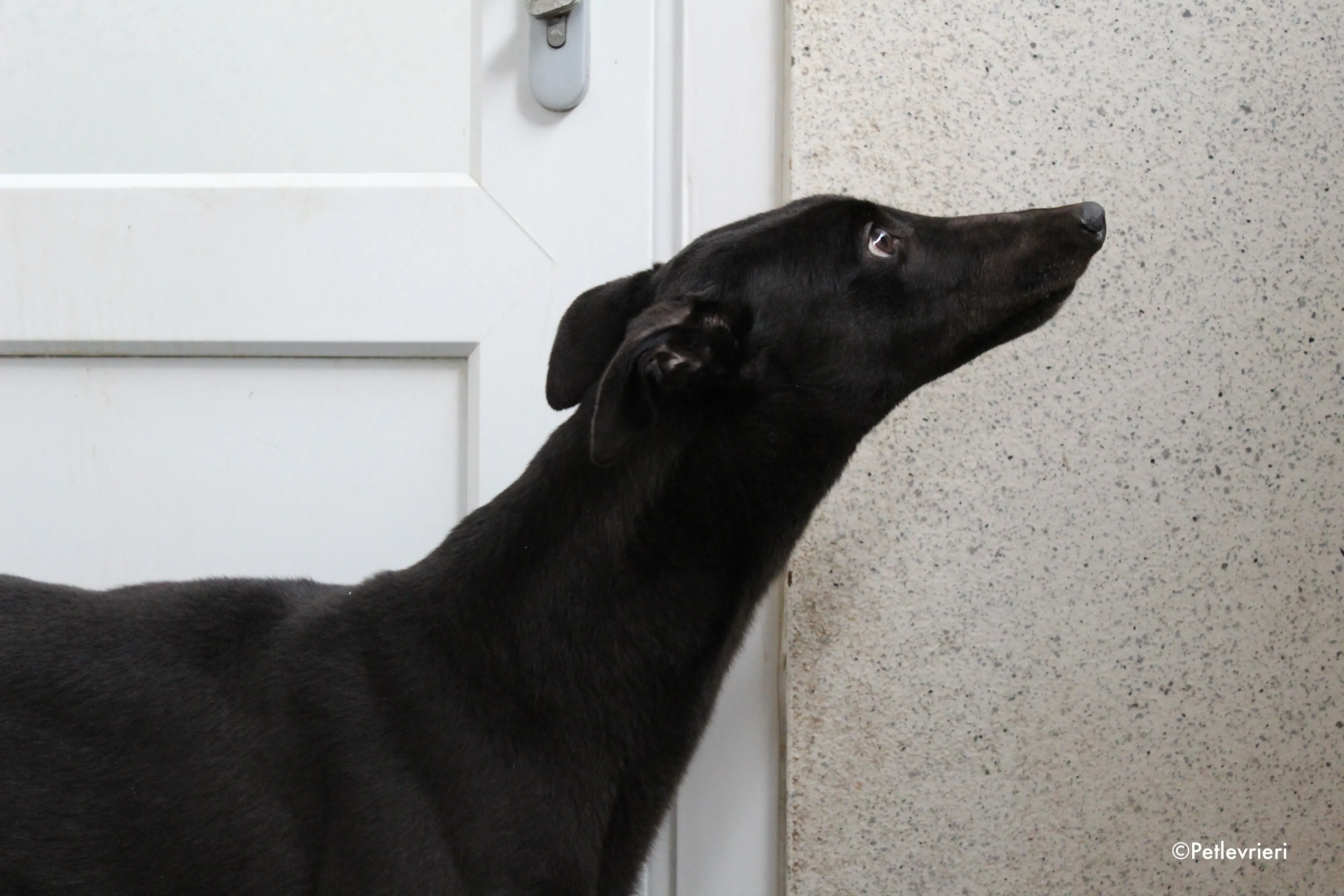lola adozione levrieri greyhound 5