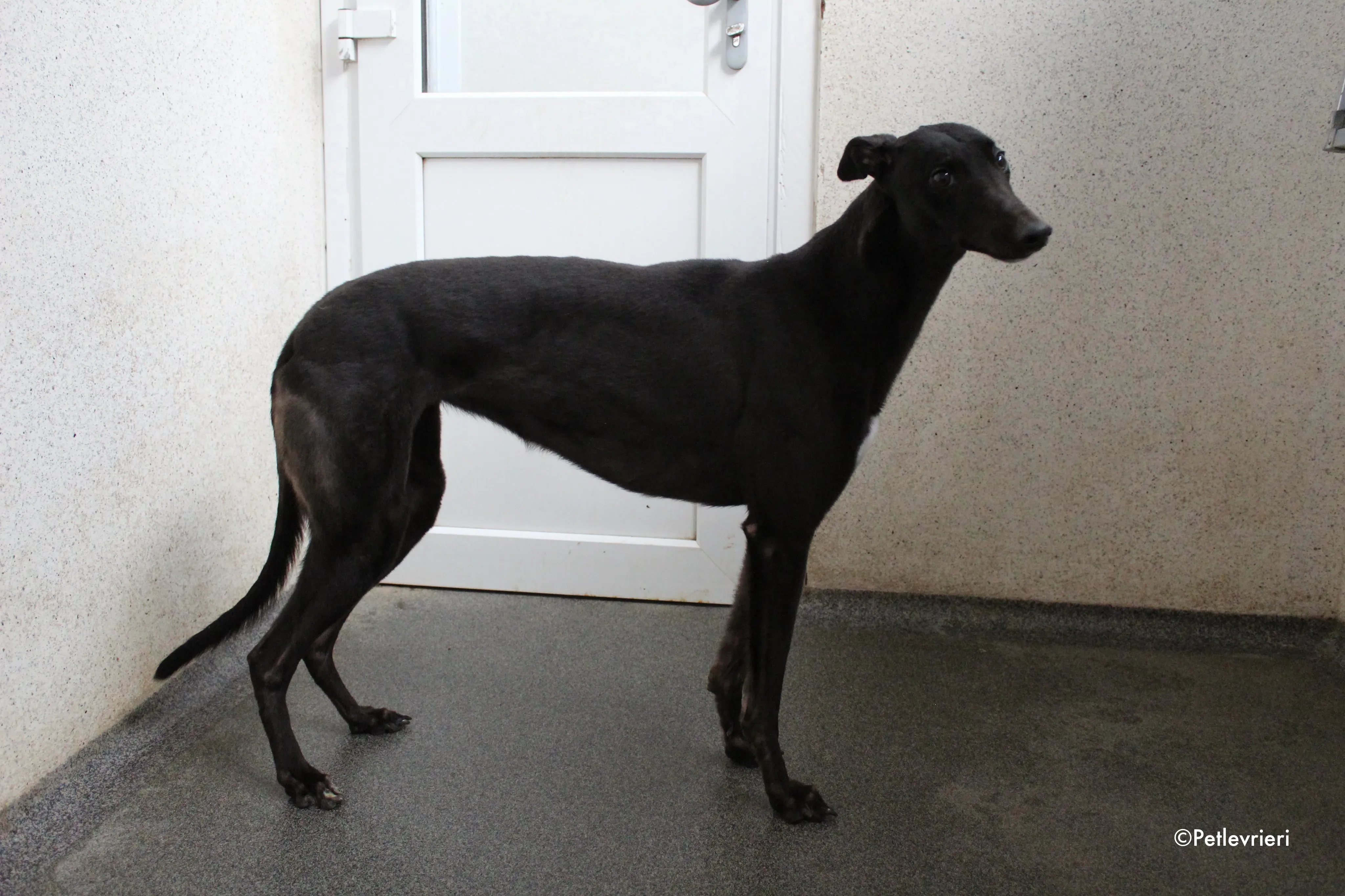 lola adozione levrieri greyhound 6