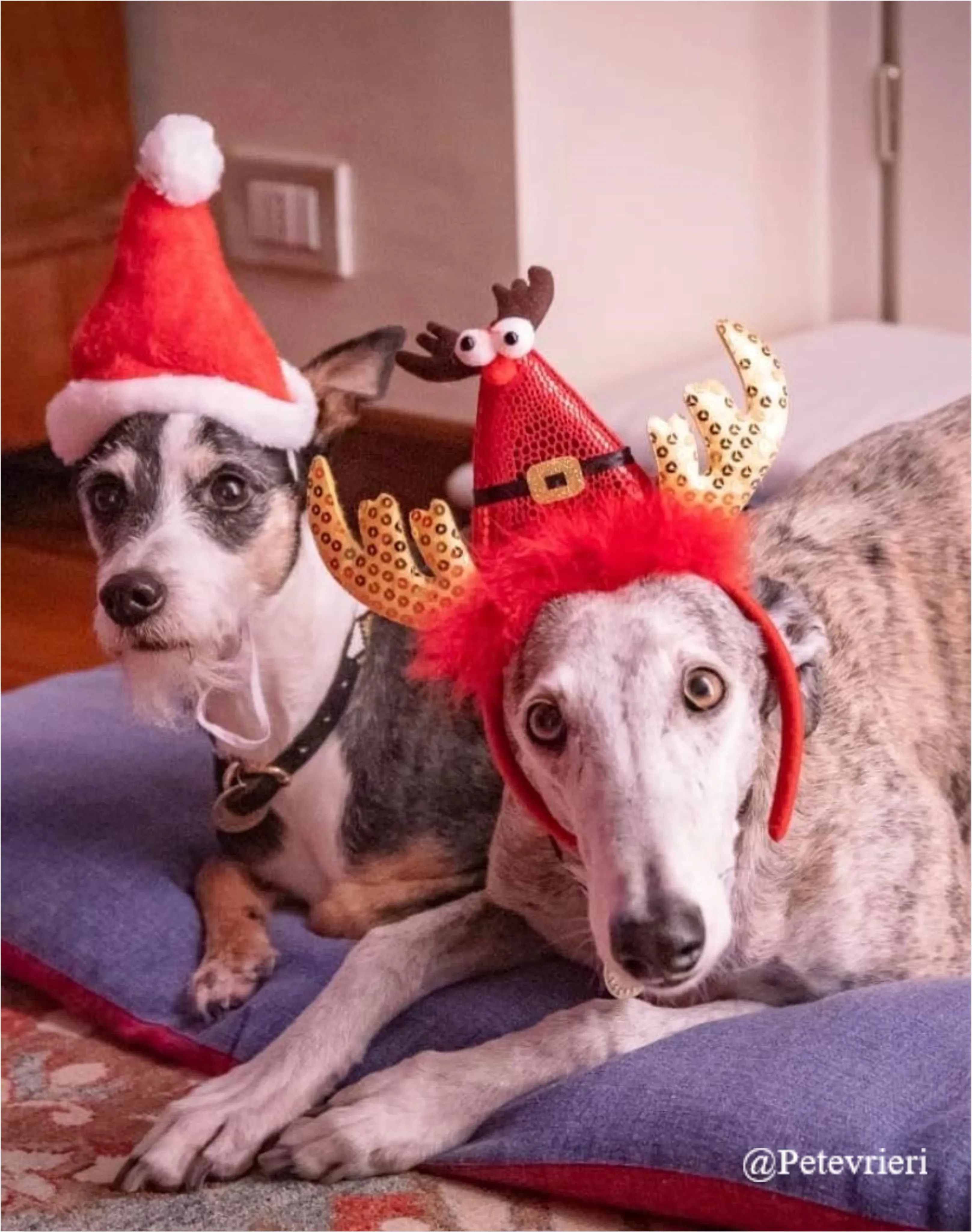 lola grillo pet levrieri natale 2021