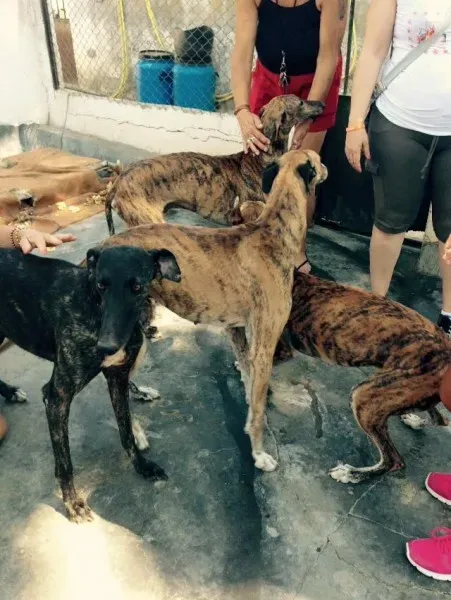 lord vaiven tuno nico