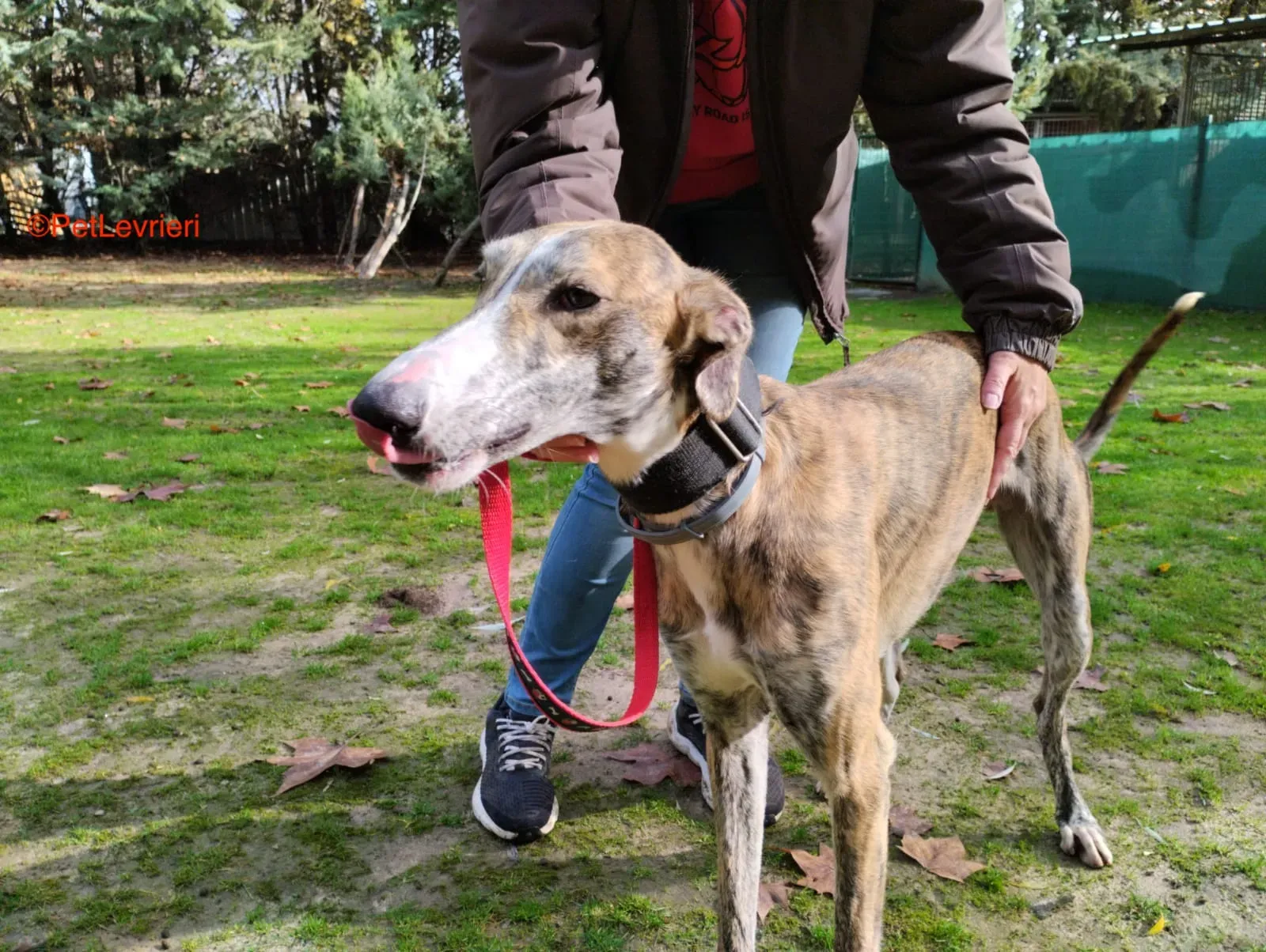 lorenzo adozione galgo pet levrieri onlus 2