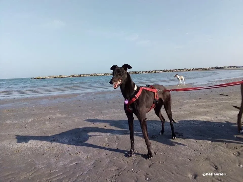 louiseville joy adozione greyhound macao 1 1