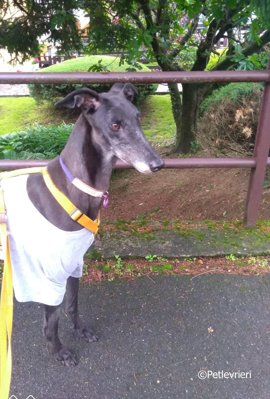 louiseville joy adozione greyhound macao 1 2