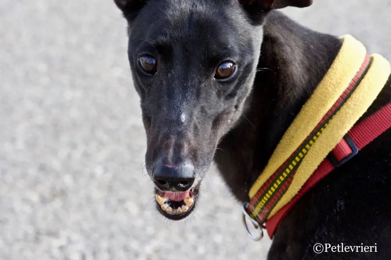 louiseville joy adozione greyhound macao 10