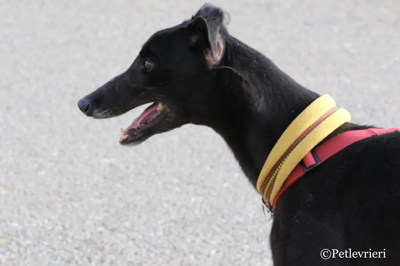 louiseville joy adozione greyhound macao 11