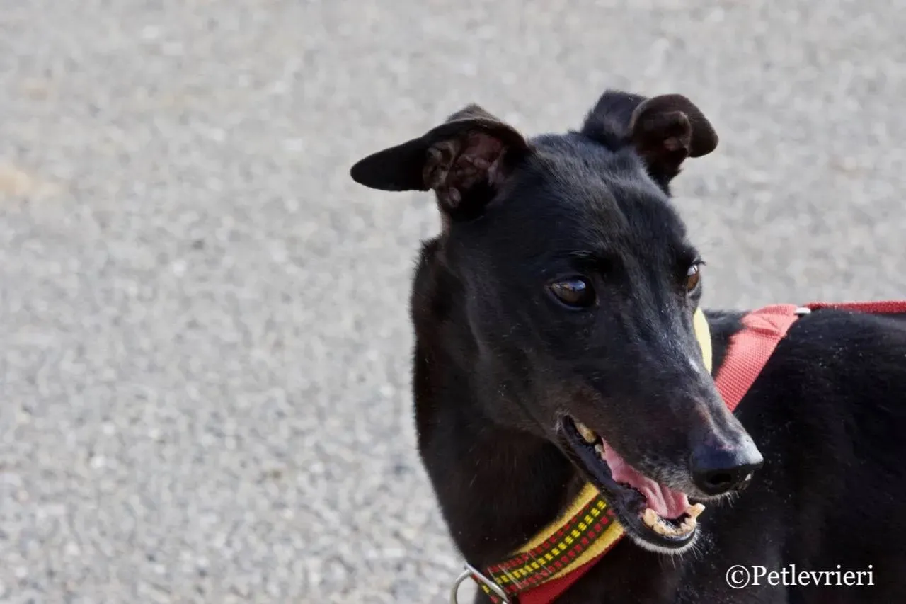 louiseville joy adozione greyhound macao 12