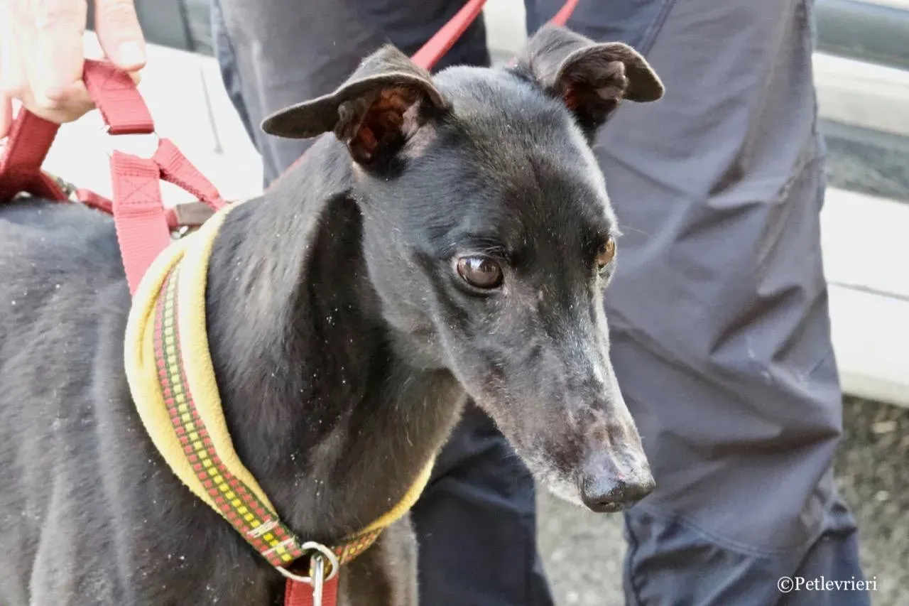 louiseville joy adozione greyhound macao 13