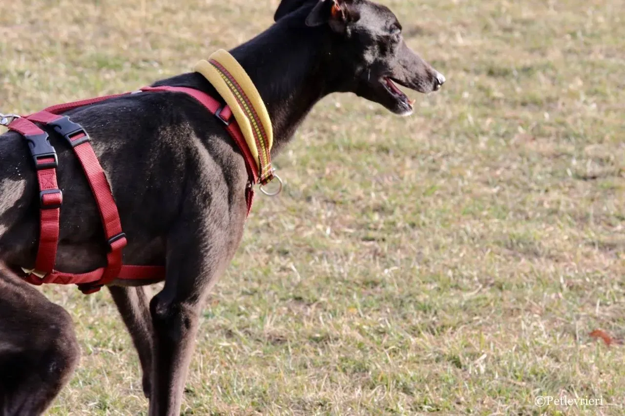 louiseville joy adozione greyhound macao 14