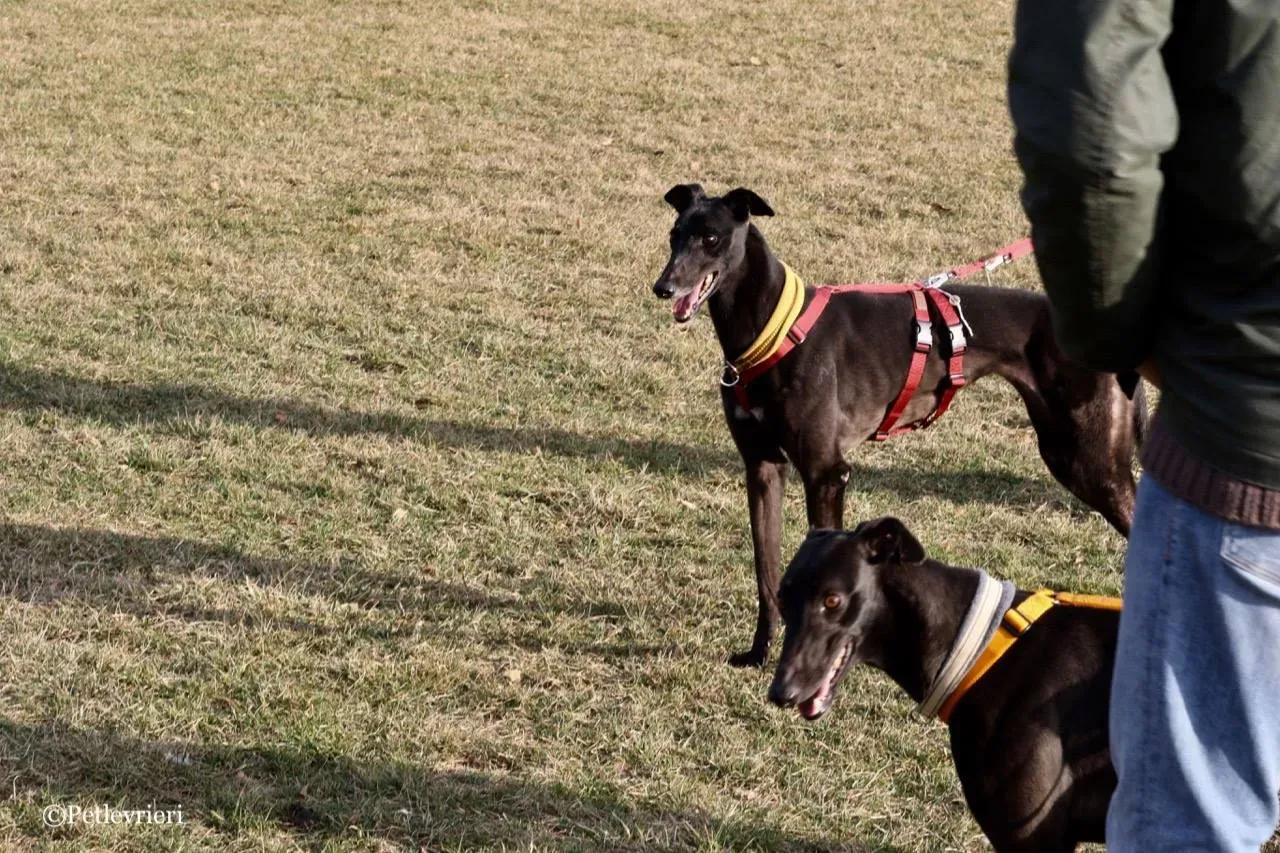 louiseville joy adozione greyhound macao 15