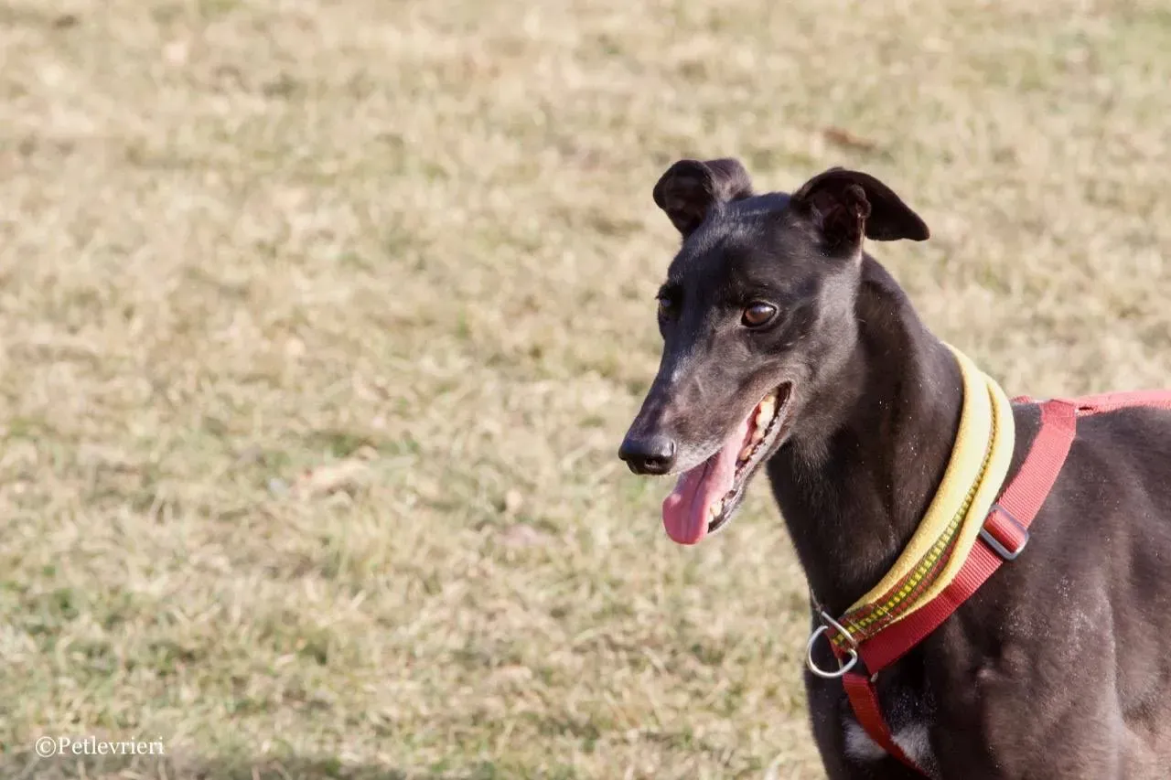 louiseville joy adozione greyhound macao 16