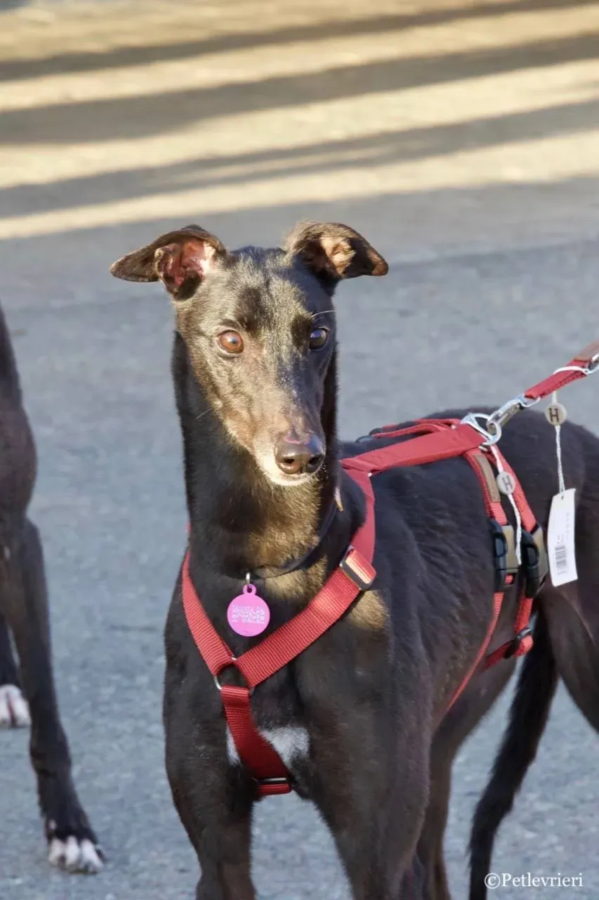 louiseville joy adozione greyhound macao 17