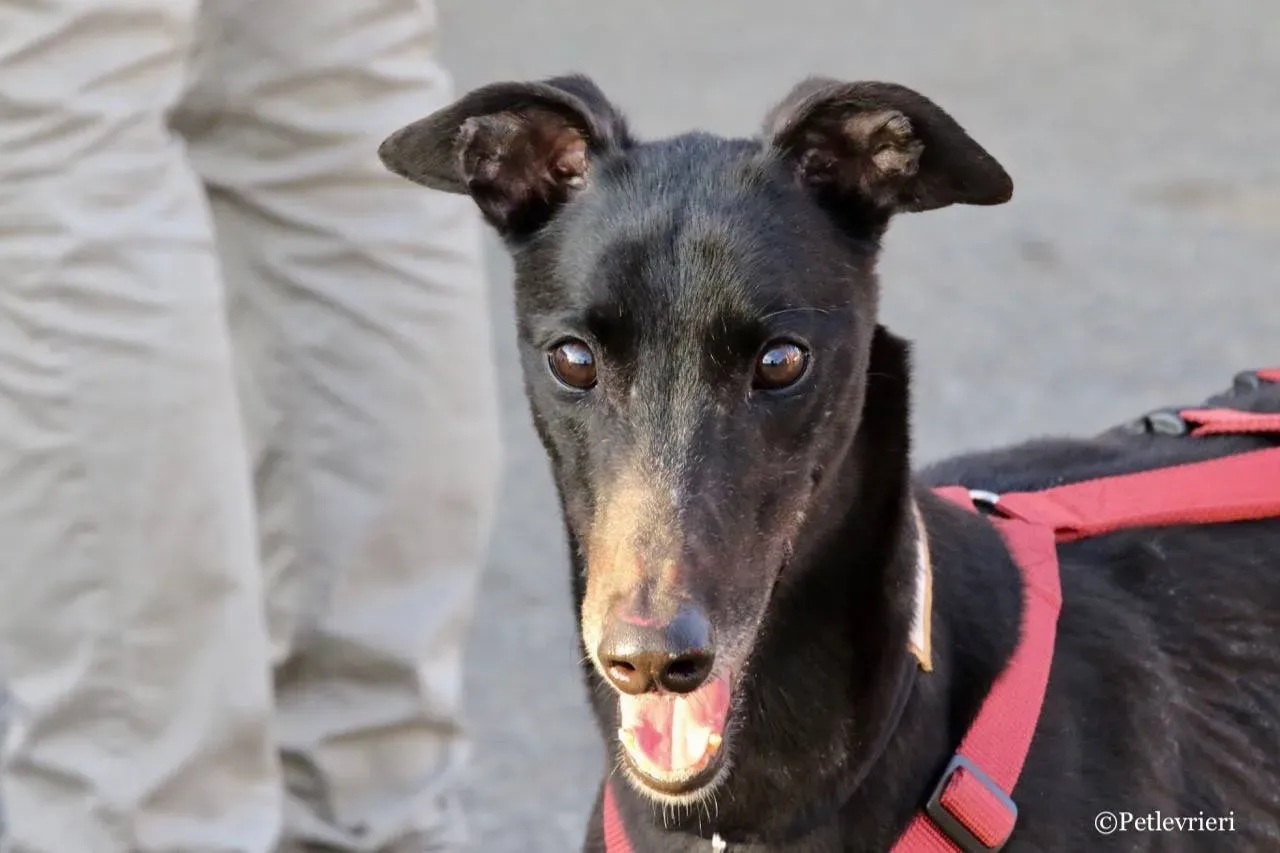 louiseville joy adozione greyhound macao 18