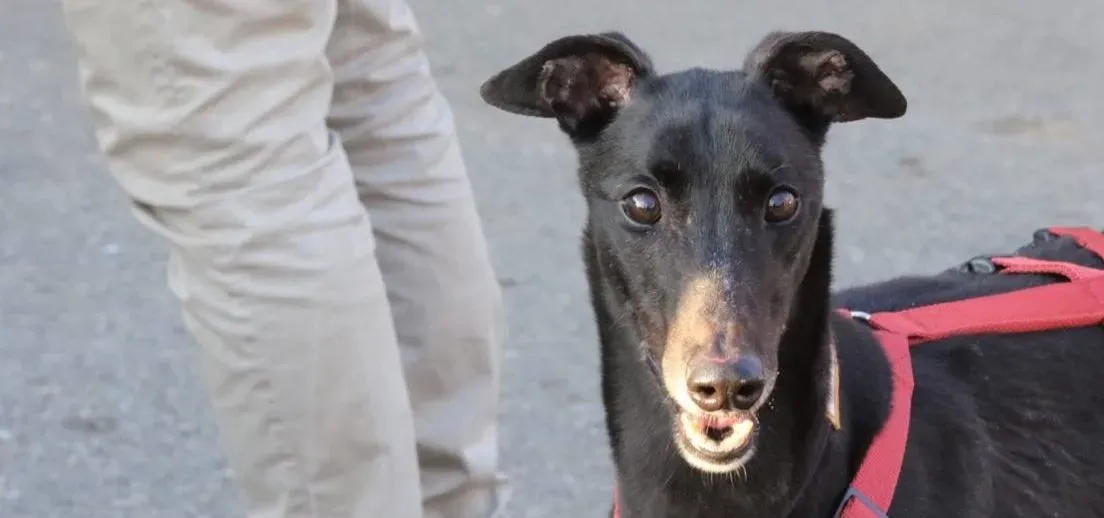 louiseville joy adozione greyhound macao 19 e1551357865394