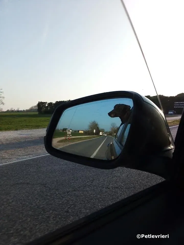 louiseville joy adozione greyhound macao 2 1