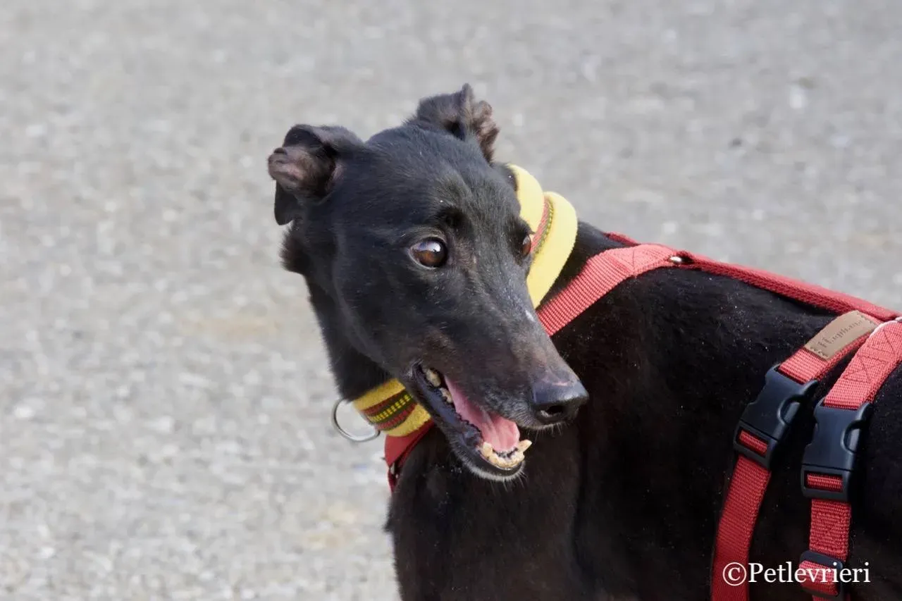 louiseville joy adozione greyhound macao 2