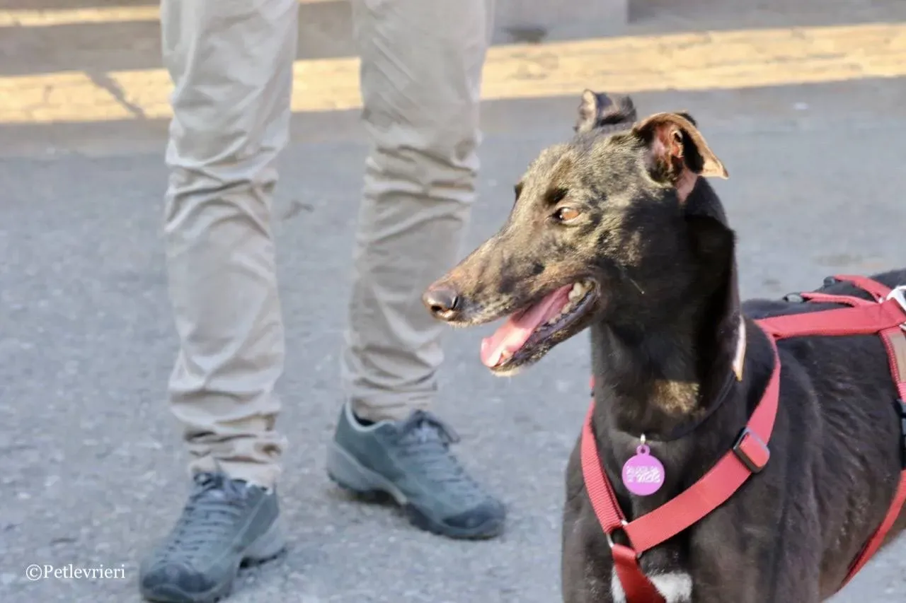 louiseville joy adozione greyhound macao 20