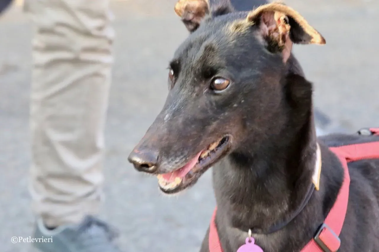 louiseville joy adozione greyhound macao 21