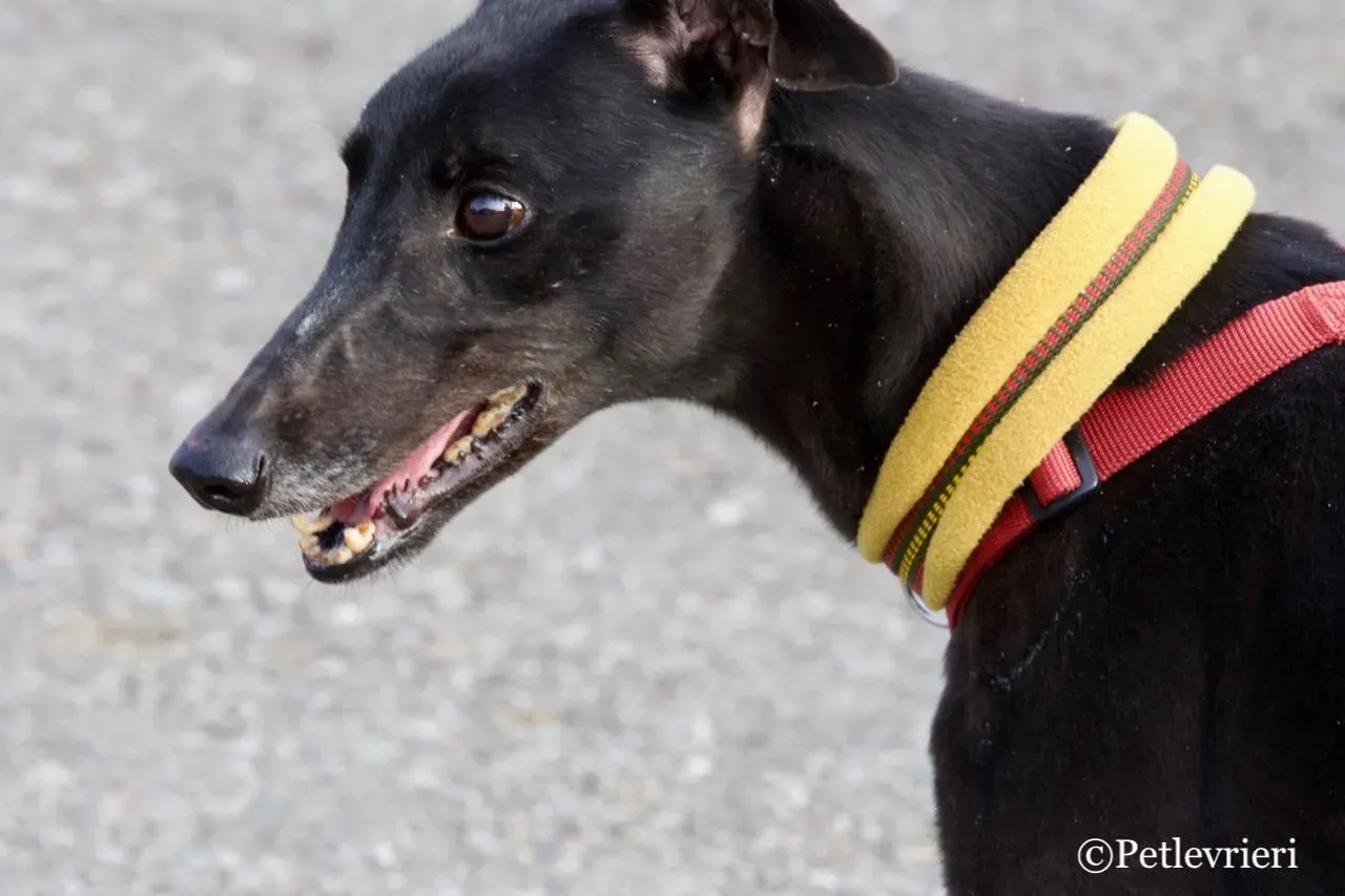 louiseville joy adozione greyhound macao 3