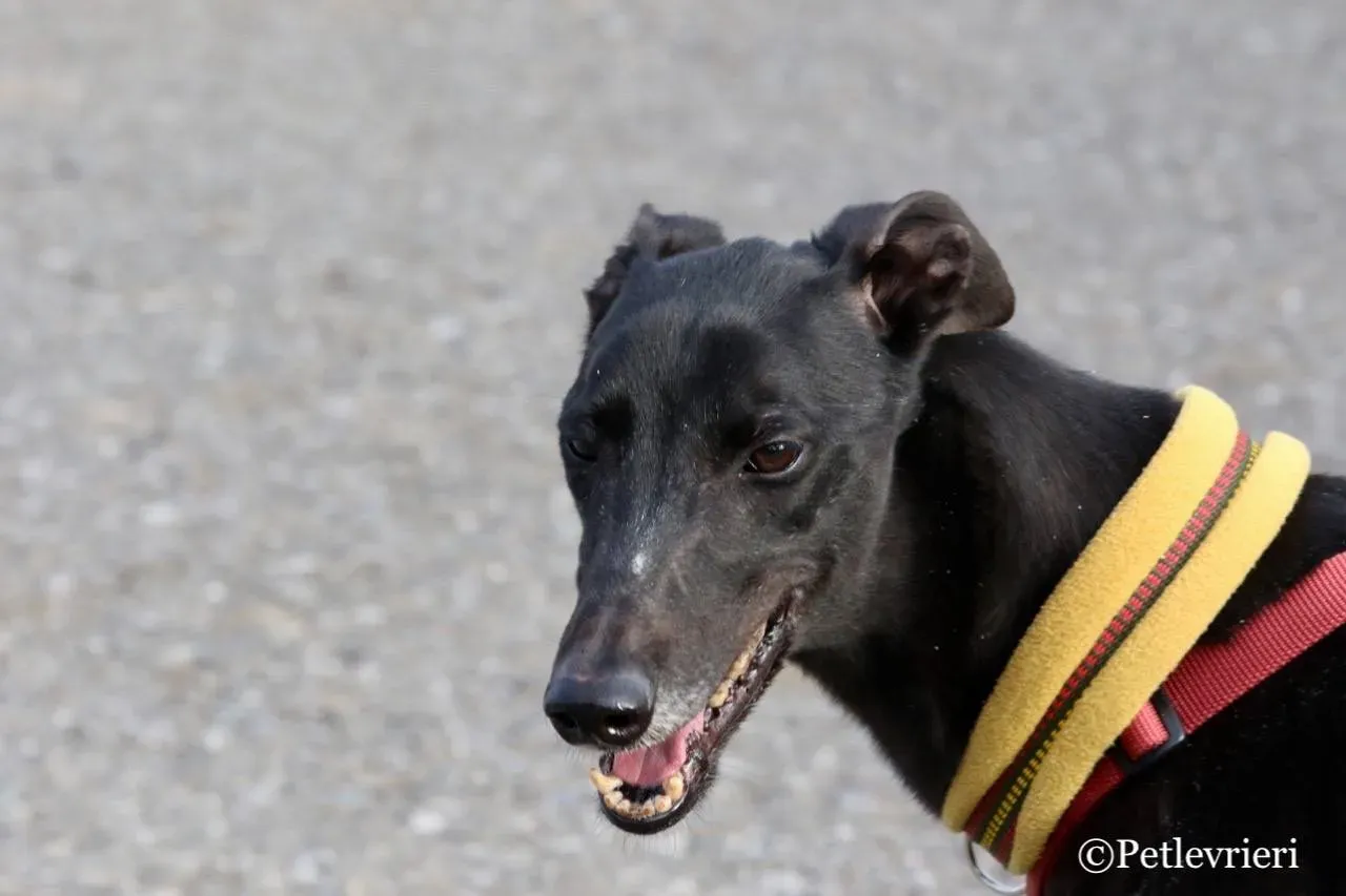 louiseville joy adozione greyhound macao 4