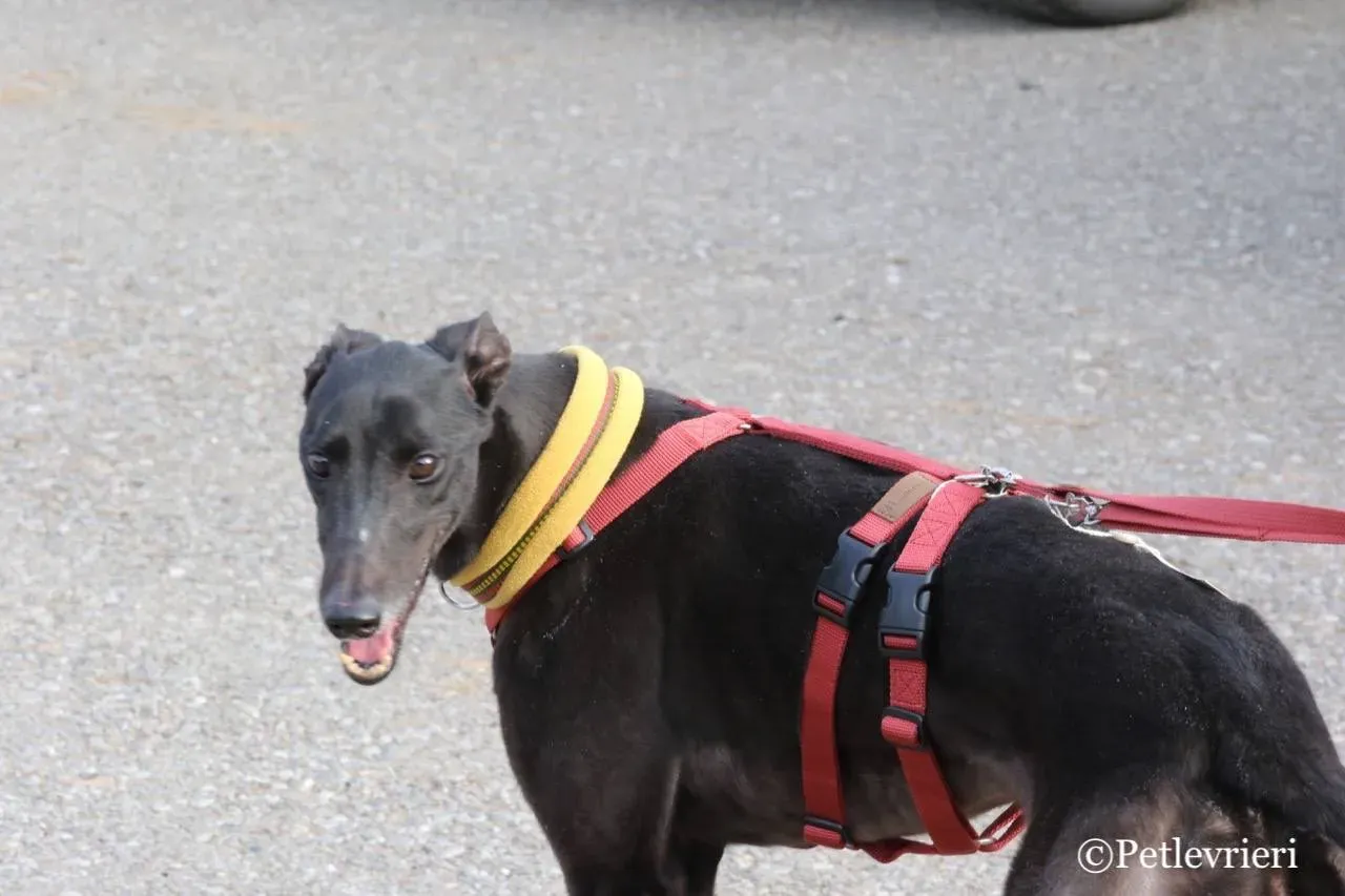 louiseville joy adozione greyhound macao 5