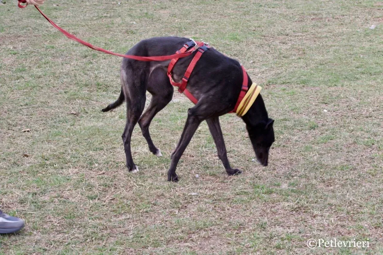 louiseville joy adozione greyhound macao 6