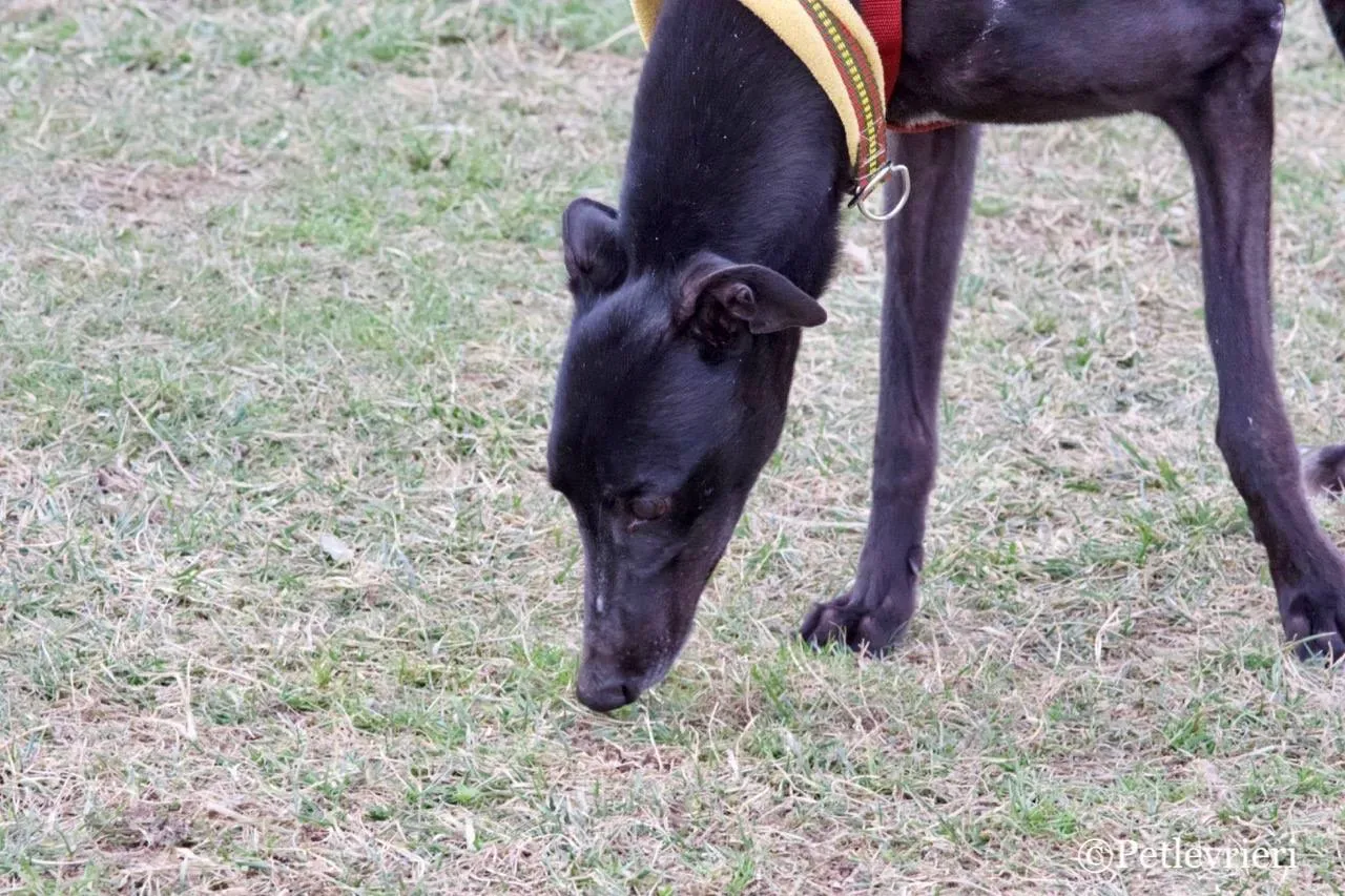 louiseville joy adozione greyhound macao 7