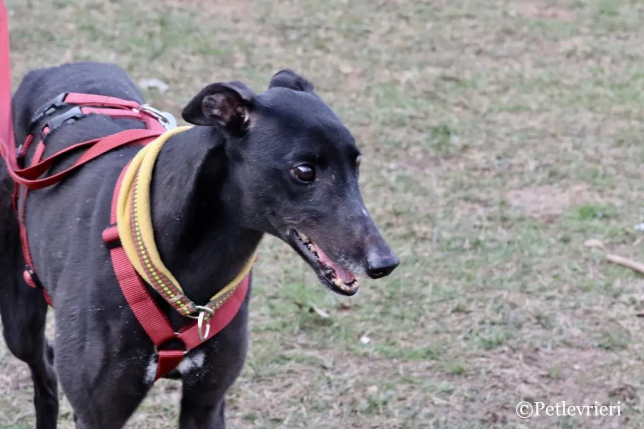 louiseville joy adozione greyhound macao 8