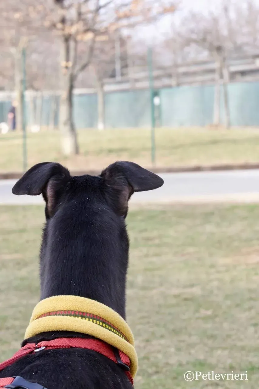 louiseville joy adozione greyhound macao 9