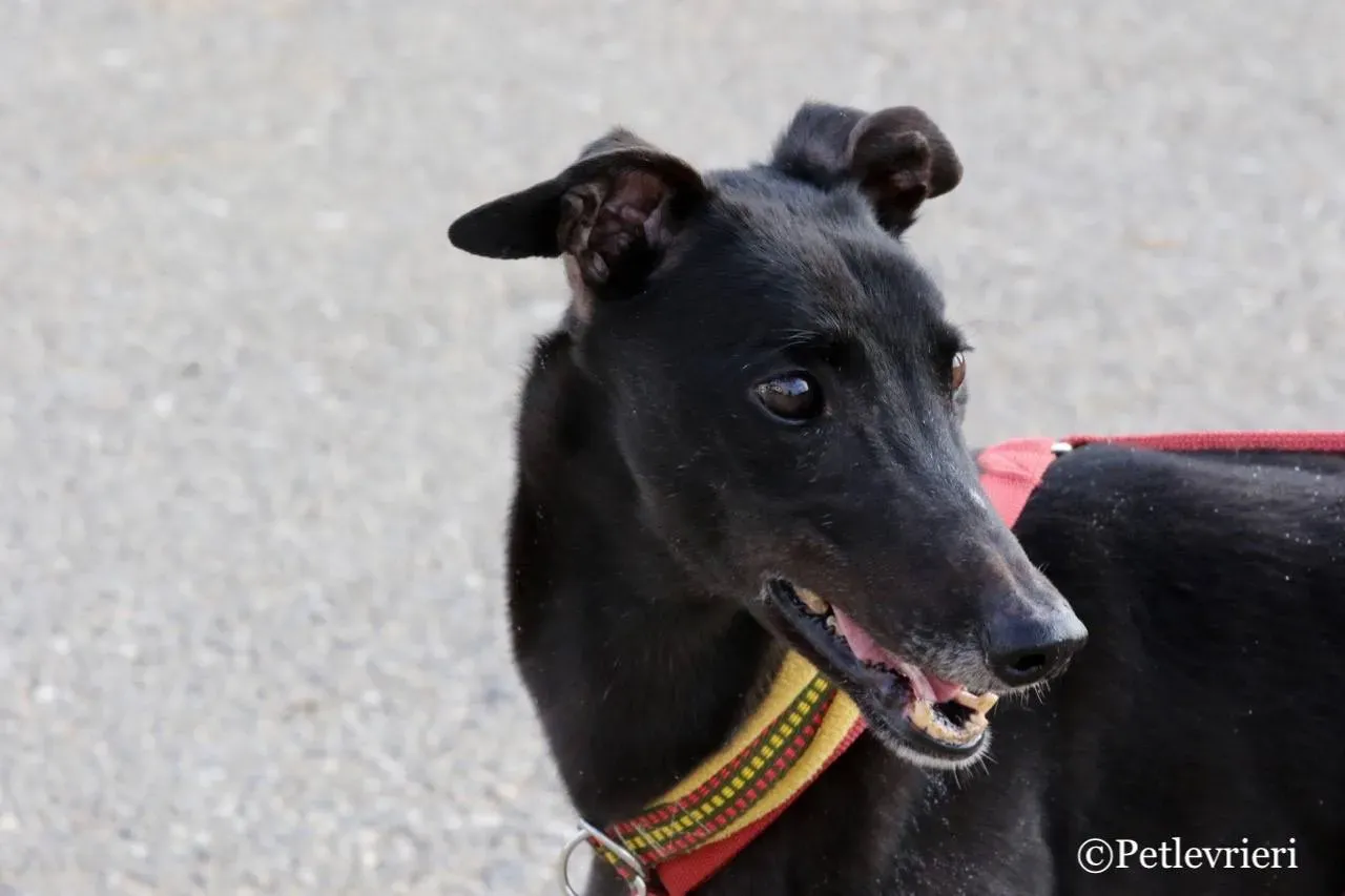 louiseville joy adozione greyhound macao