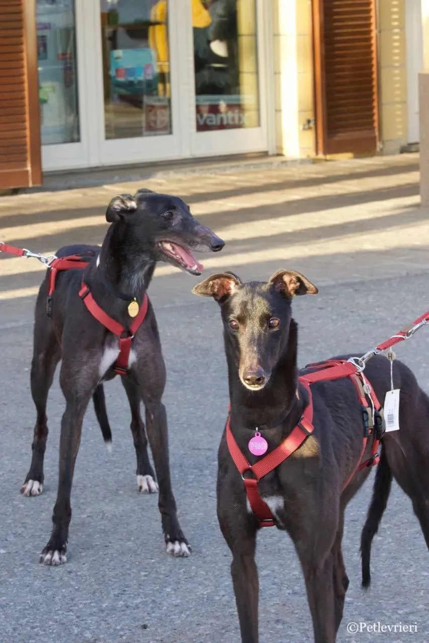louiseville joy e fairy lamma adozione greyhound macao 