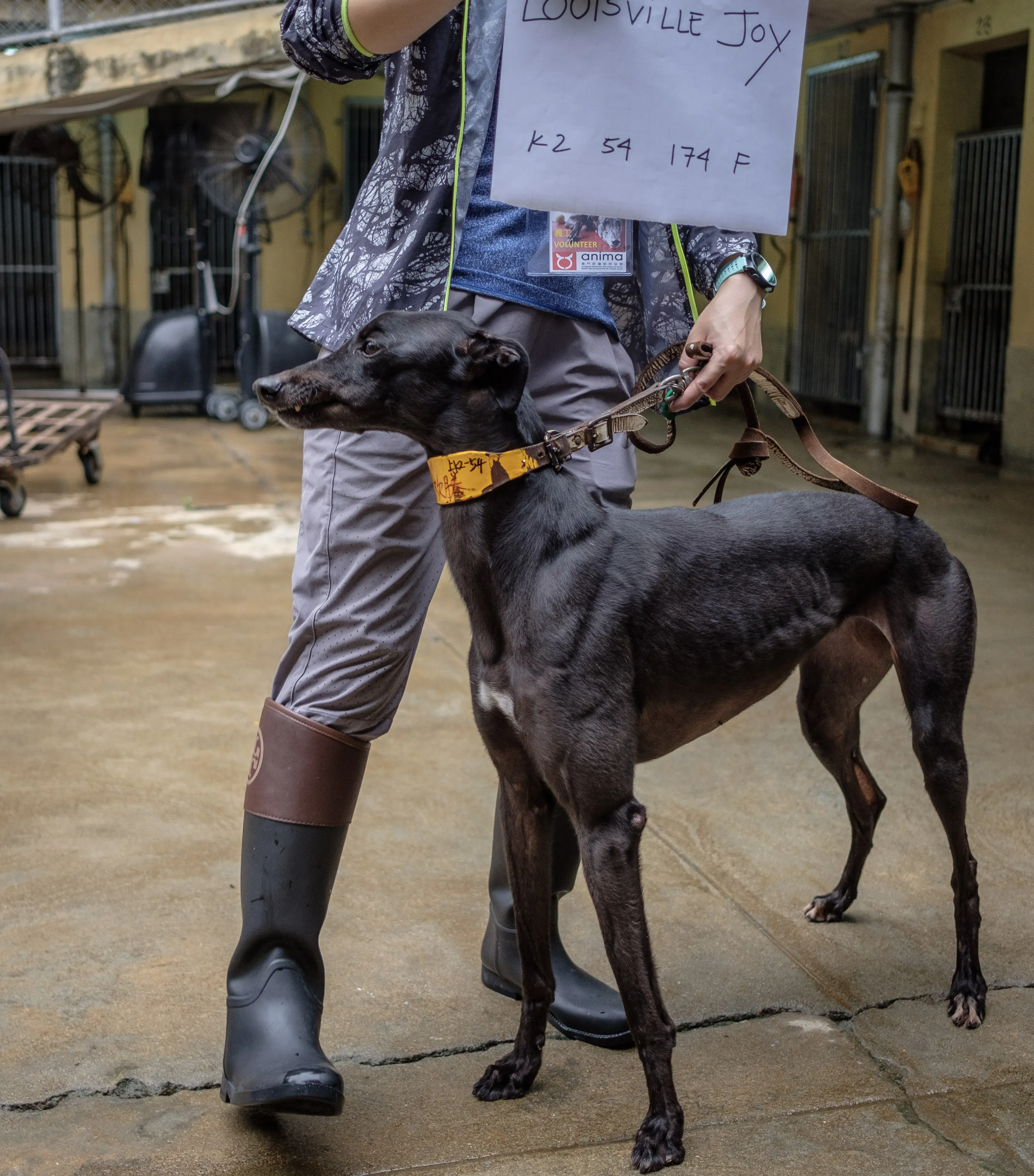 louisville joy adozione greyhound macao 1