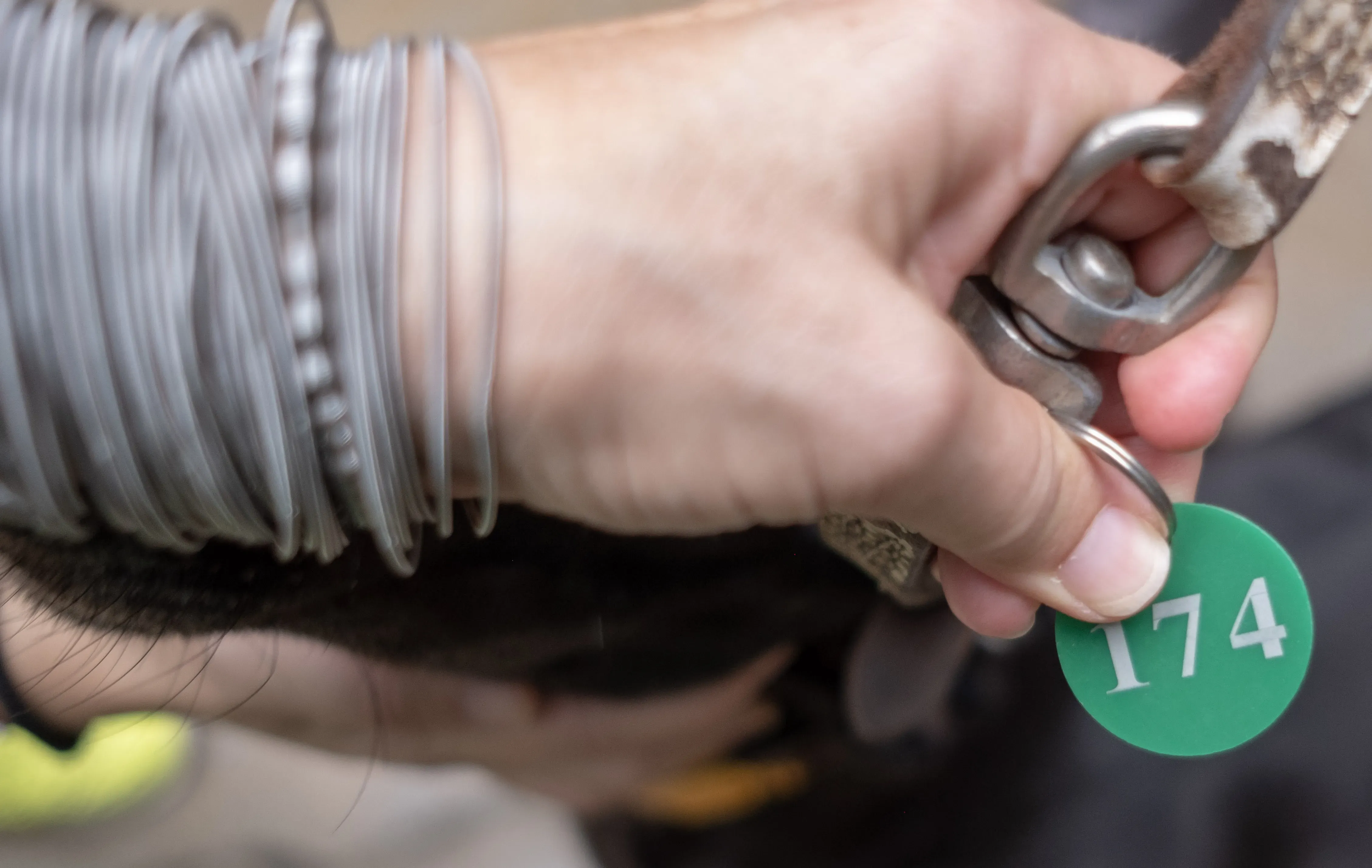 louisville joy adozione greyhound macao 10