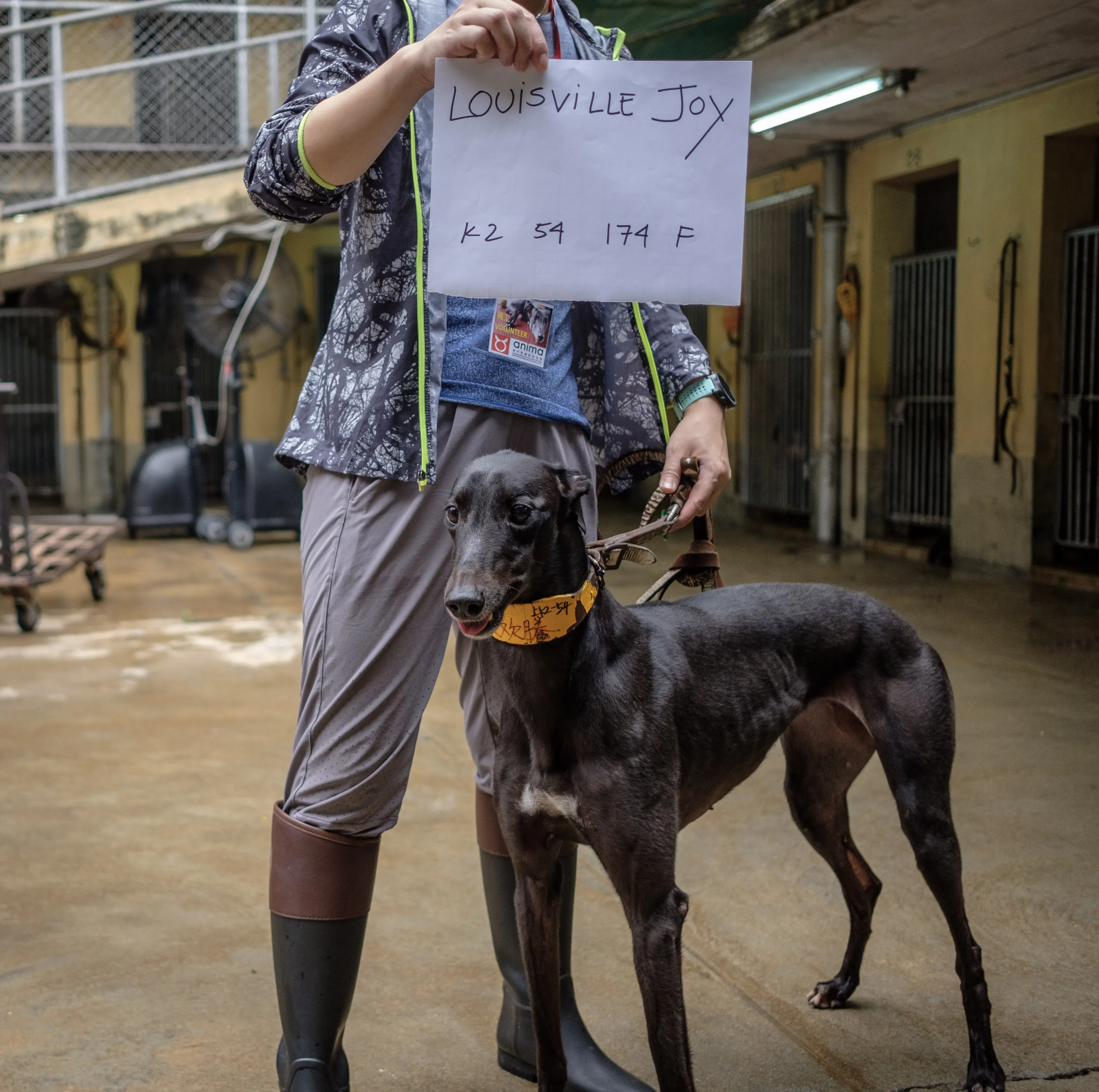 louisville joy adozione greyhound macao 2