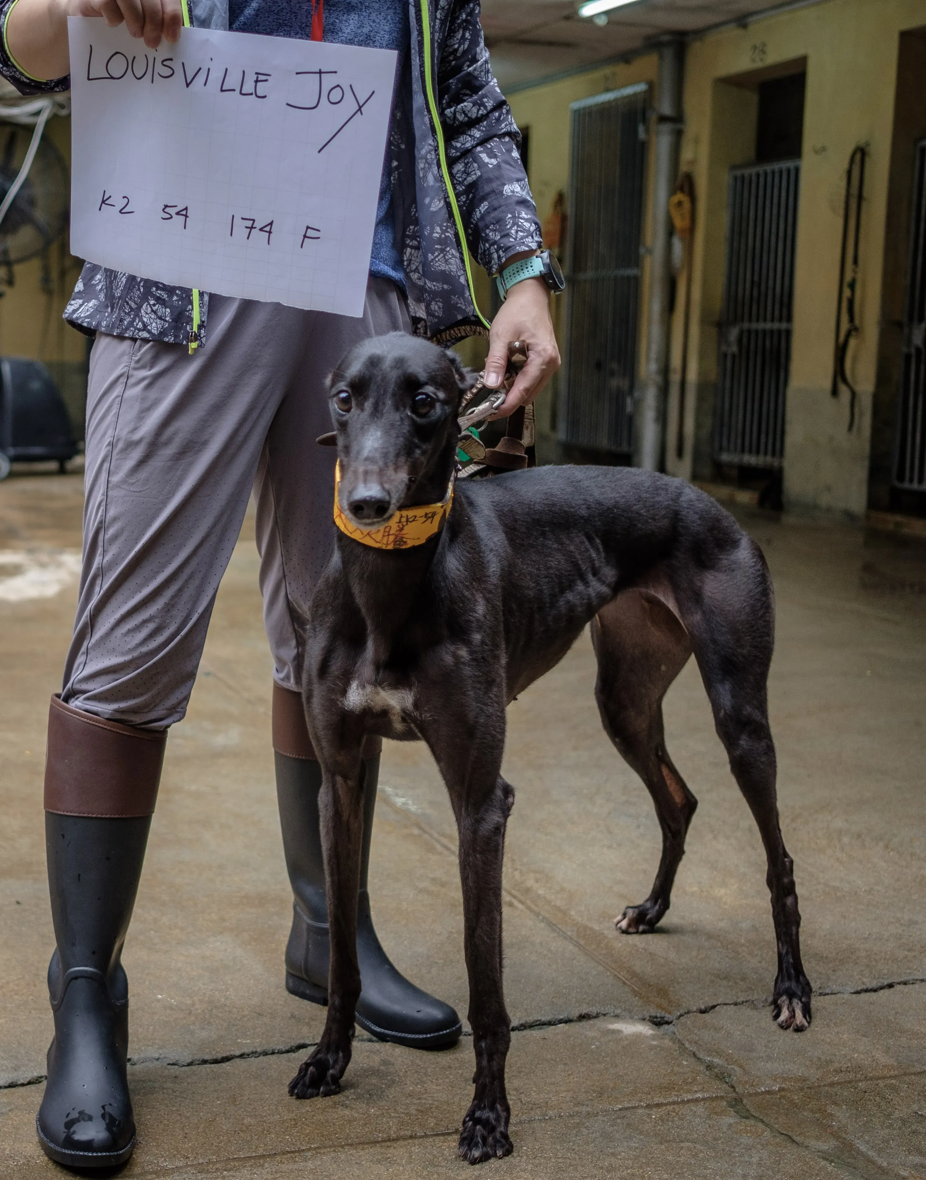louisville joy adozione greyhound macao 3