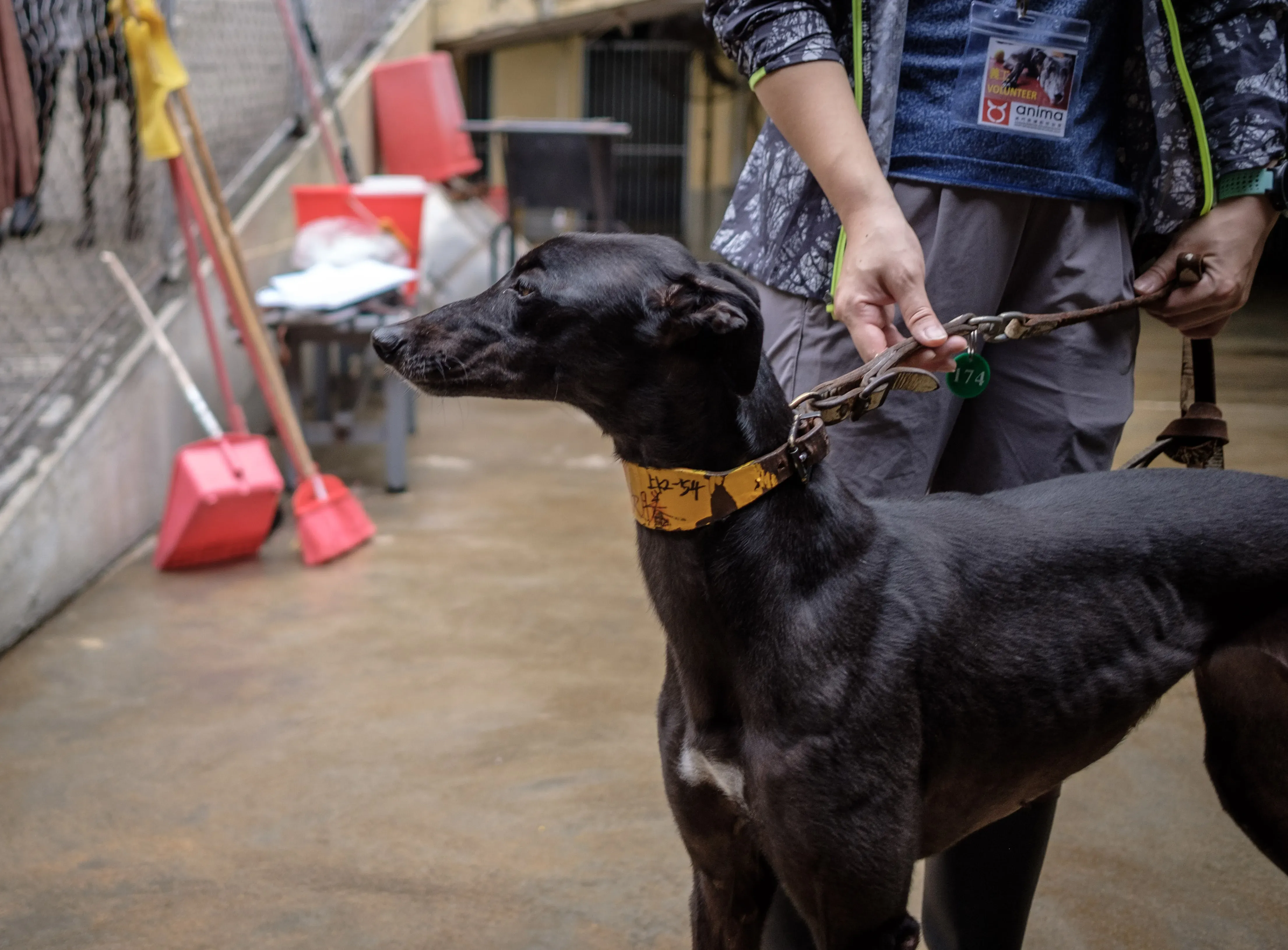 louisville joy adozione greyhound macao 4