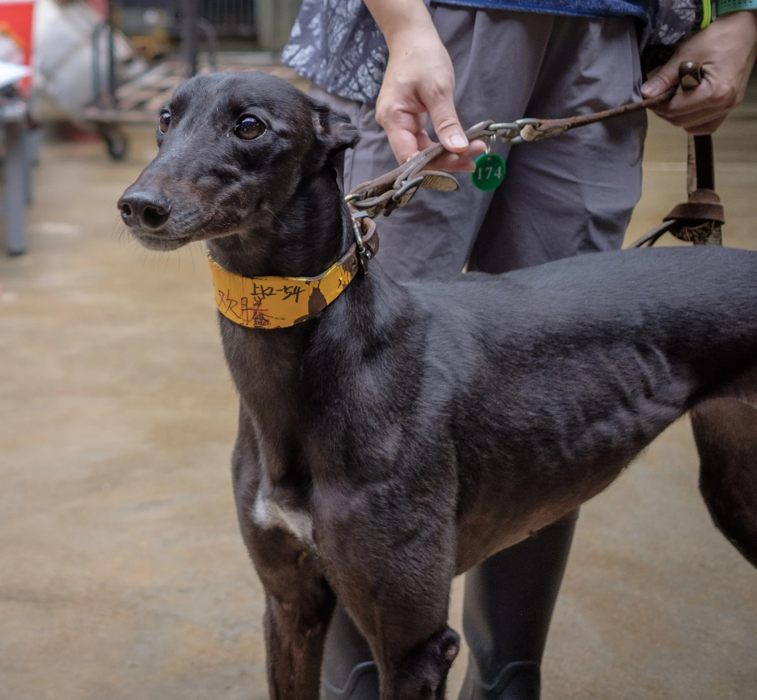 louisville joy adozione greyhound macao 5