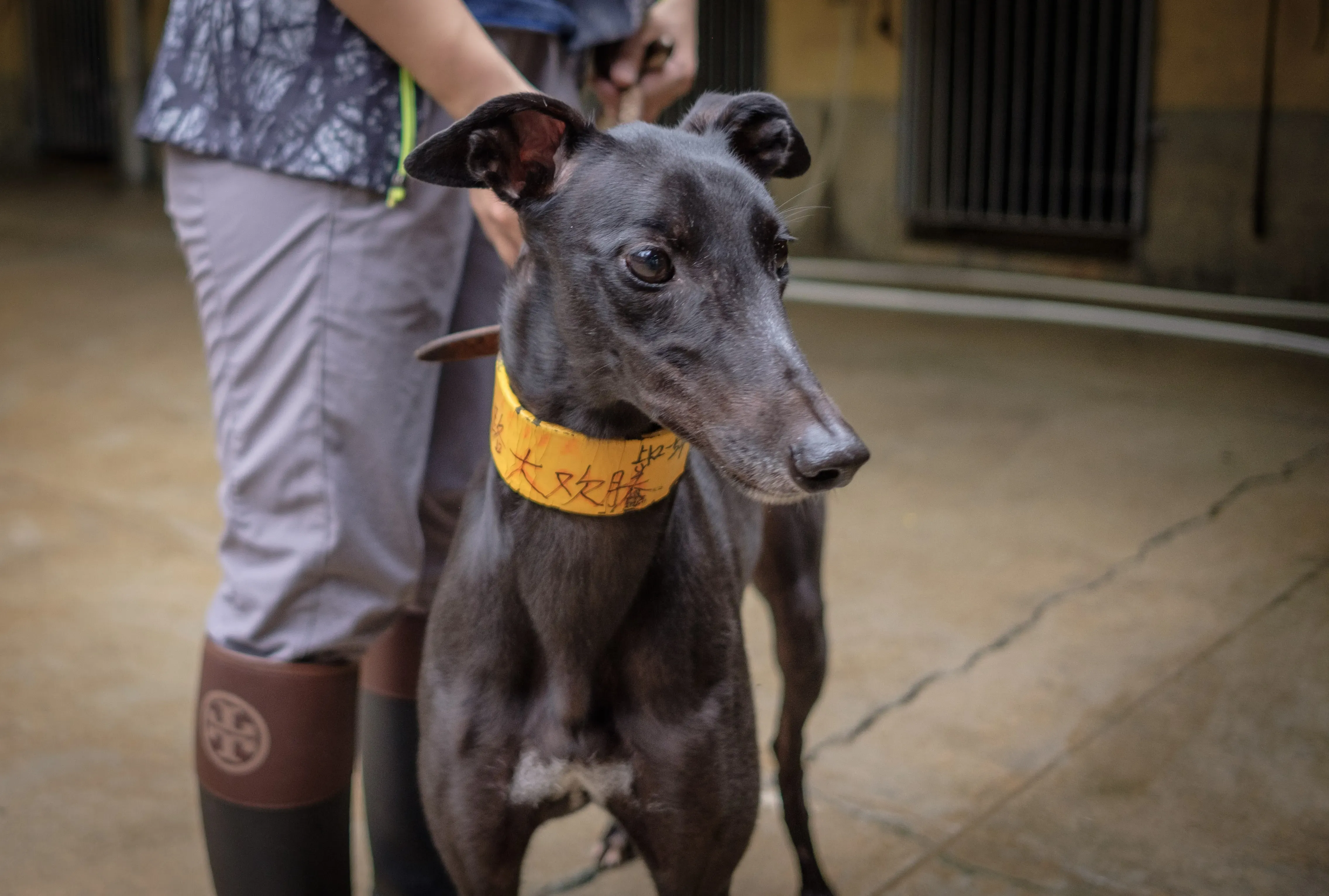 louisville joy adozione greyhound macao 6